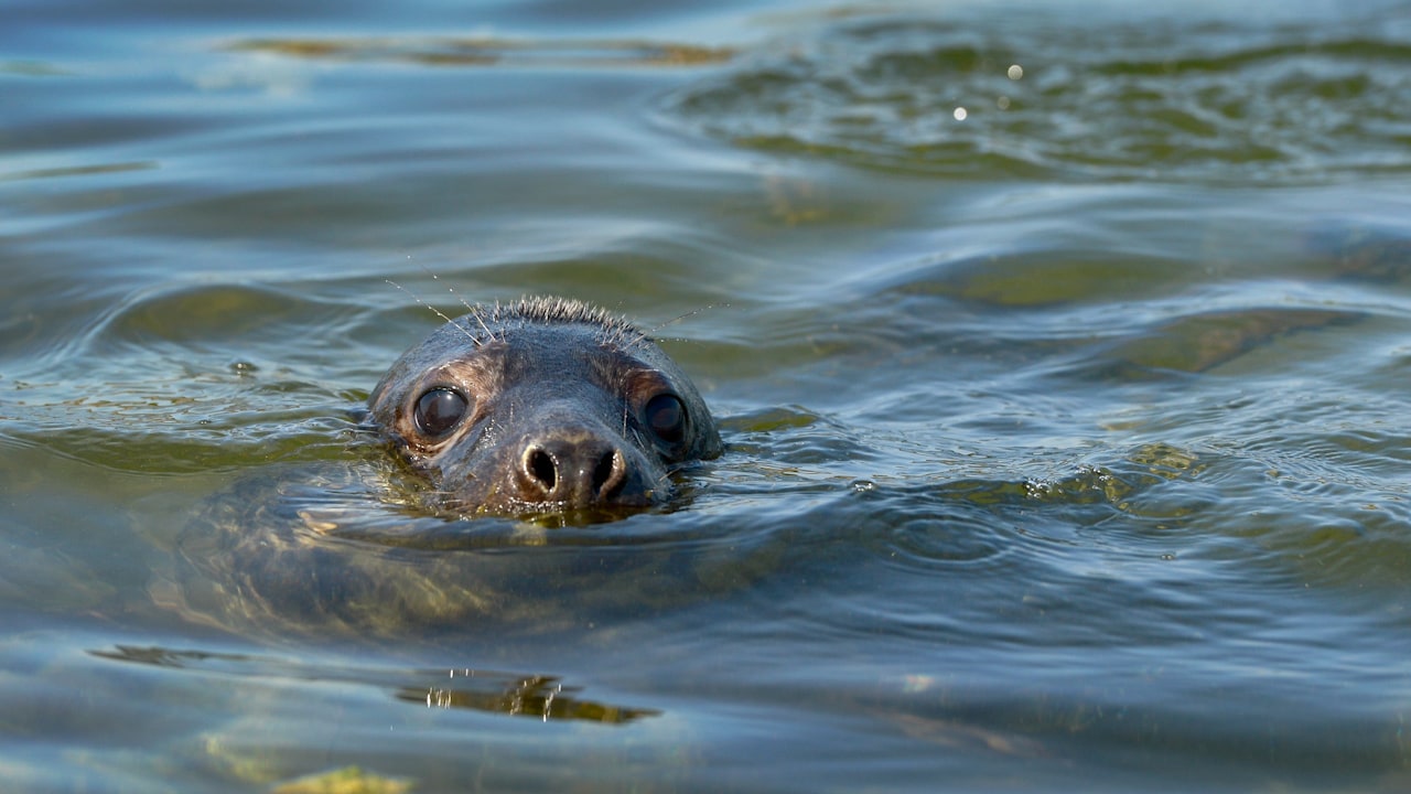 Se när sälen solar sig utanför Operan: "Den har säkert följt med strömmingen in"