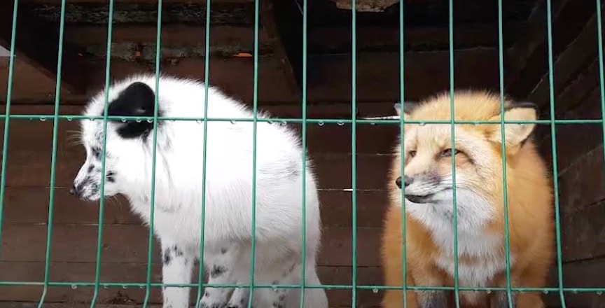 Kalifornien förbjuder päls