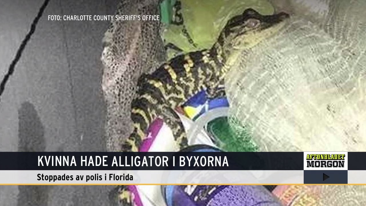 Kvinna i Florida hade alligator i byxorna