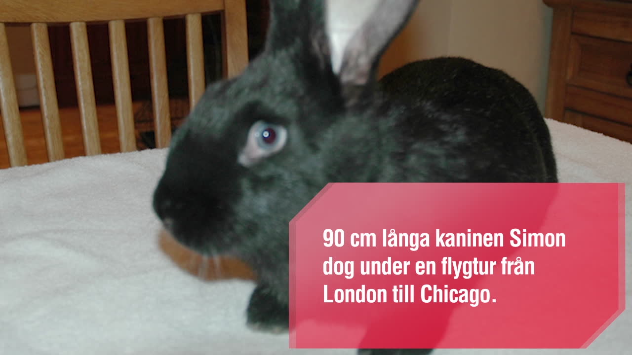 Flygbolaget slår ifrån sig kritiken: "Kaninen dog inte på flygplanet"