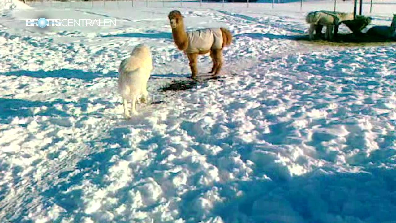 Misskött hund adopterad av alpackor