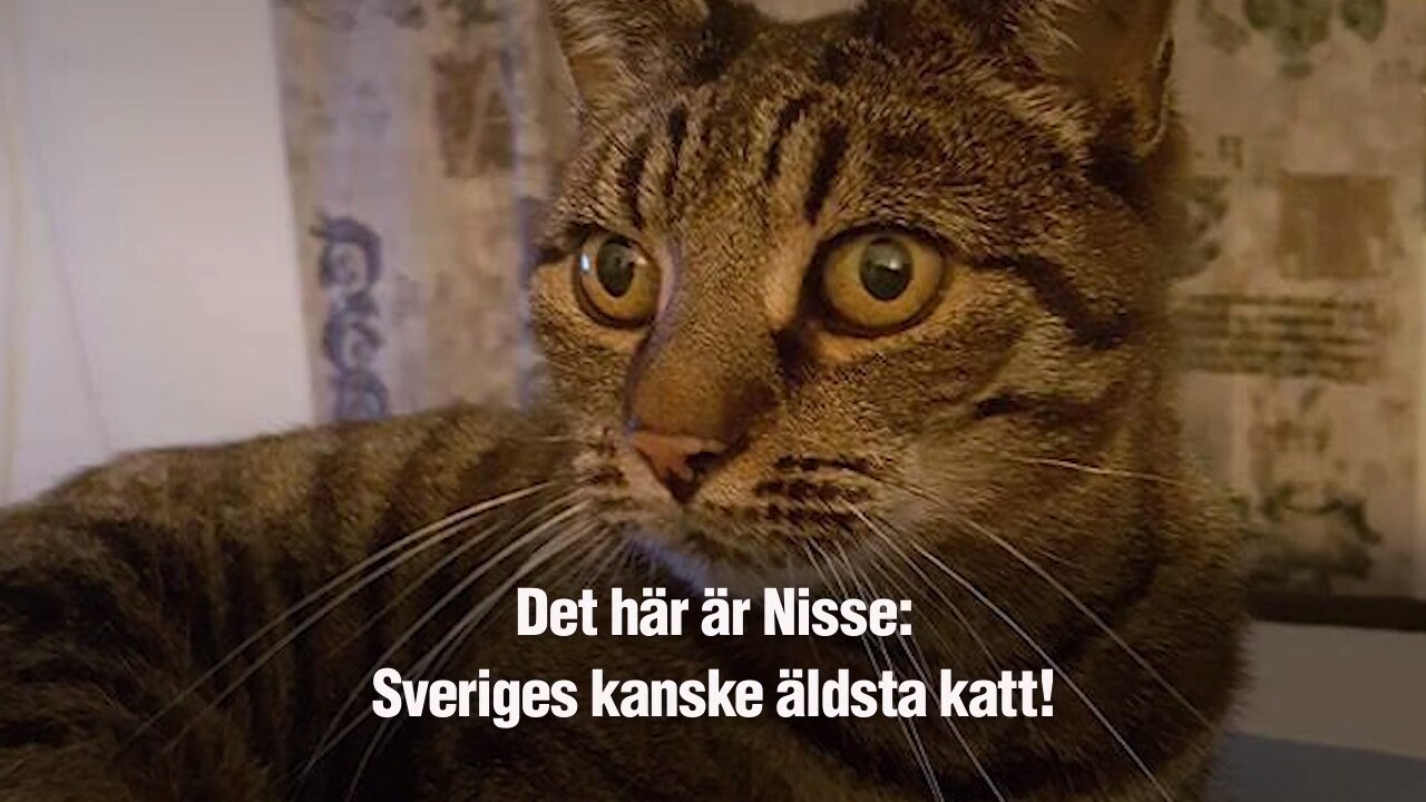 Är 29-årige Nisse Sveriges äldsta katt?