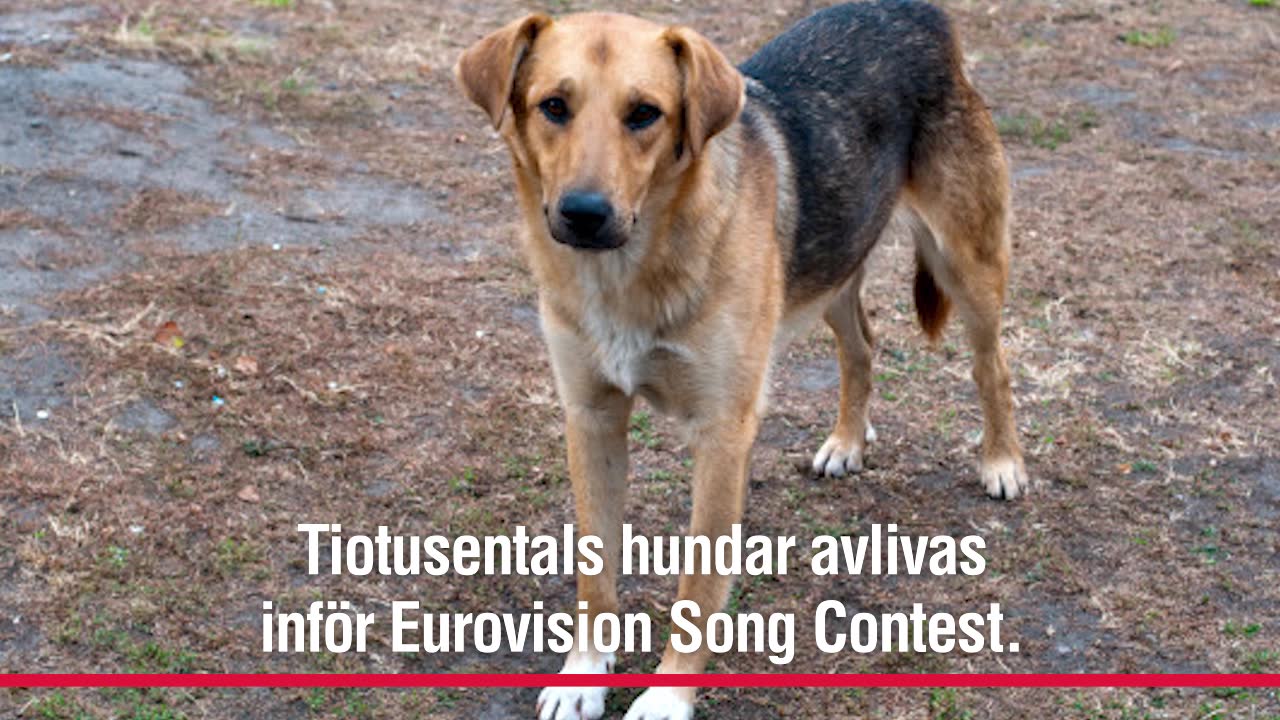 Ukraina gör sig av med herrelösa hundar