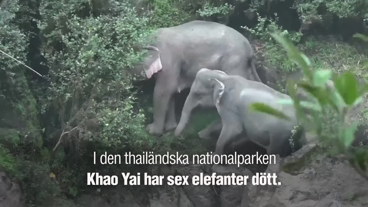 Här föll elefanterna ner för vattenfallet – sex dog