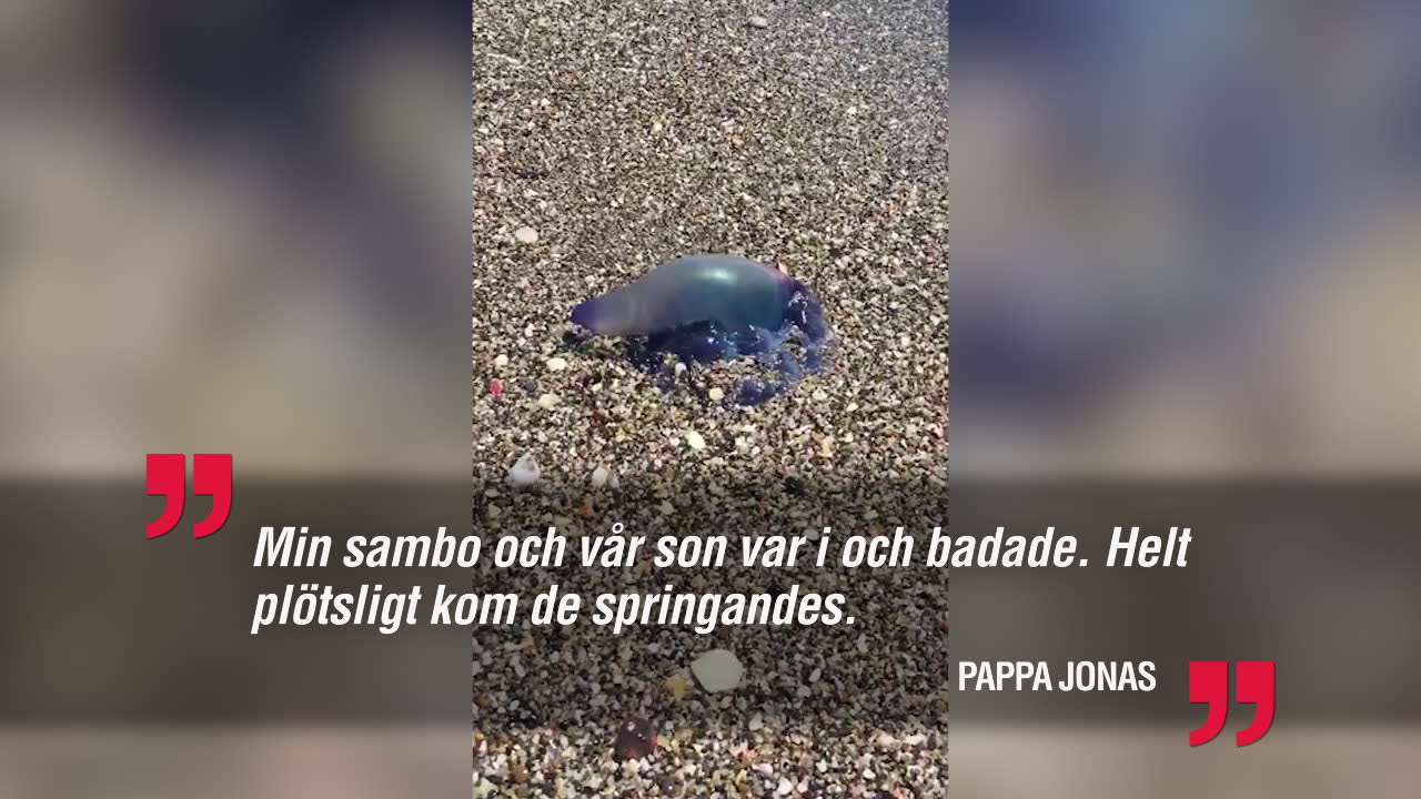 9-åriga Neo hittade den livsfarliga maneten på semestern