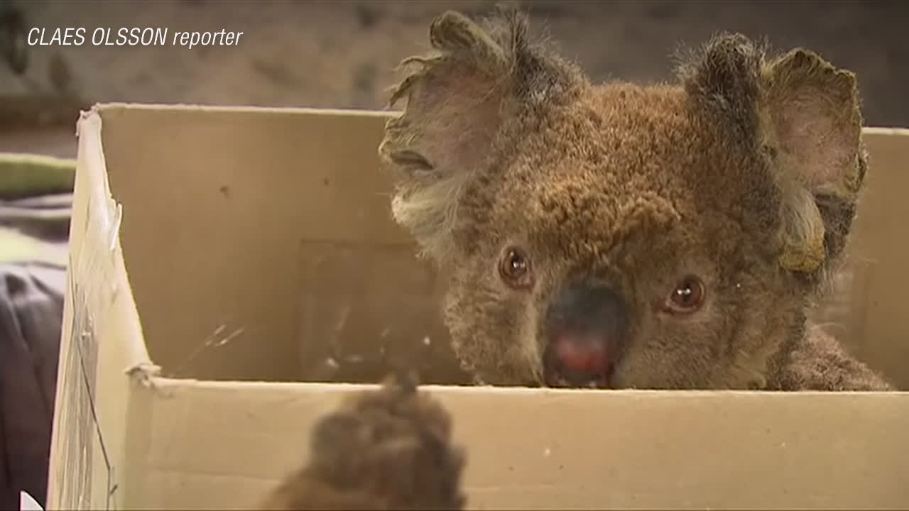 Det virkas för djuren i Australien – vantar och påsar skickas världen över