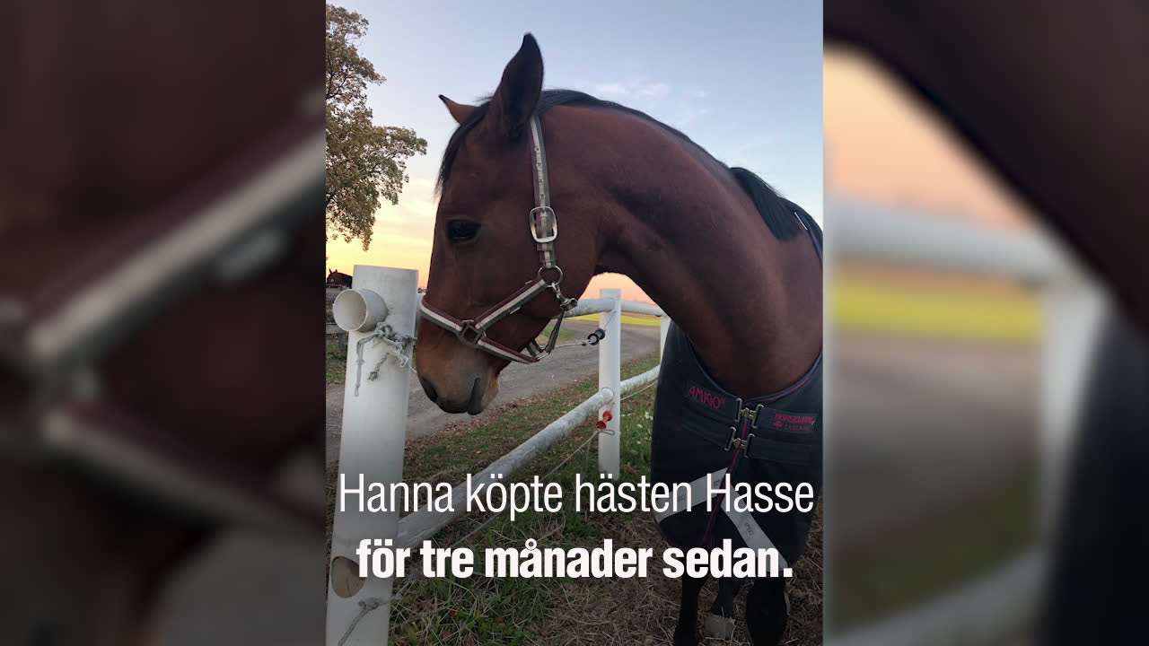 Hästen avlivades – utan hennes vetskap