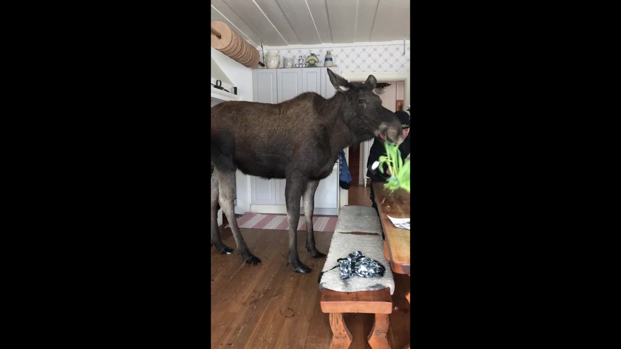 Älgen i köket – en miljonsuccé