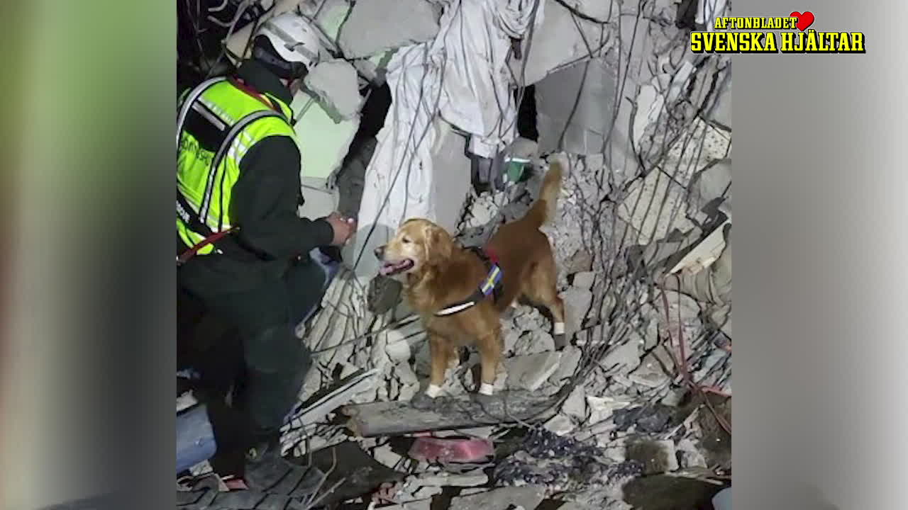 Hjältehunden Killians triumf: Har räddat 18 liv i rasmassorna i Turkiet