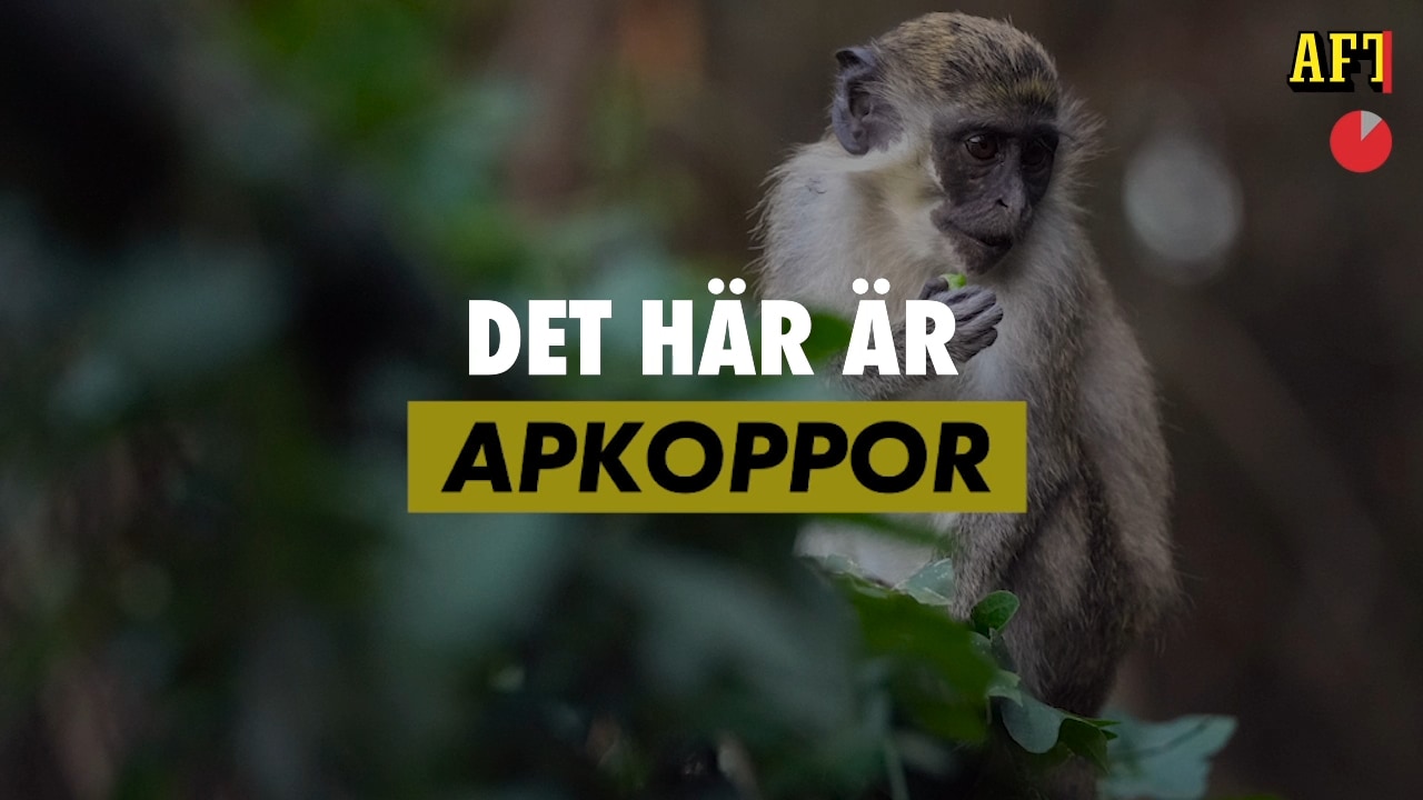 Det här är apkoppor