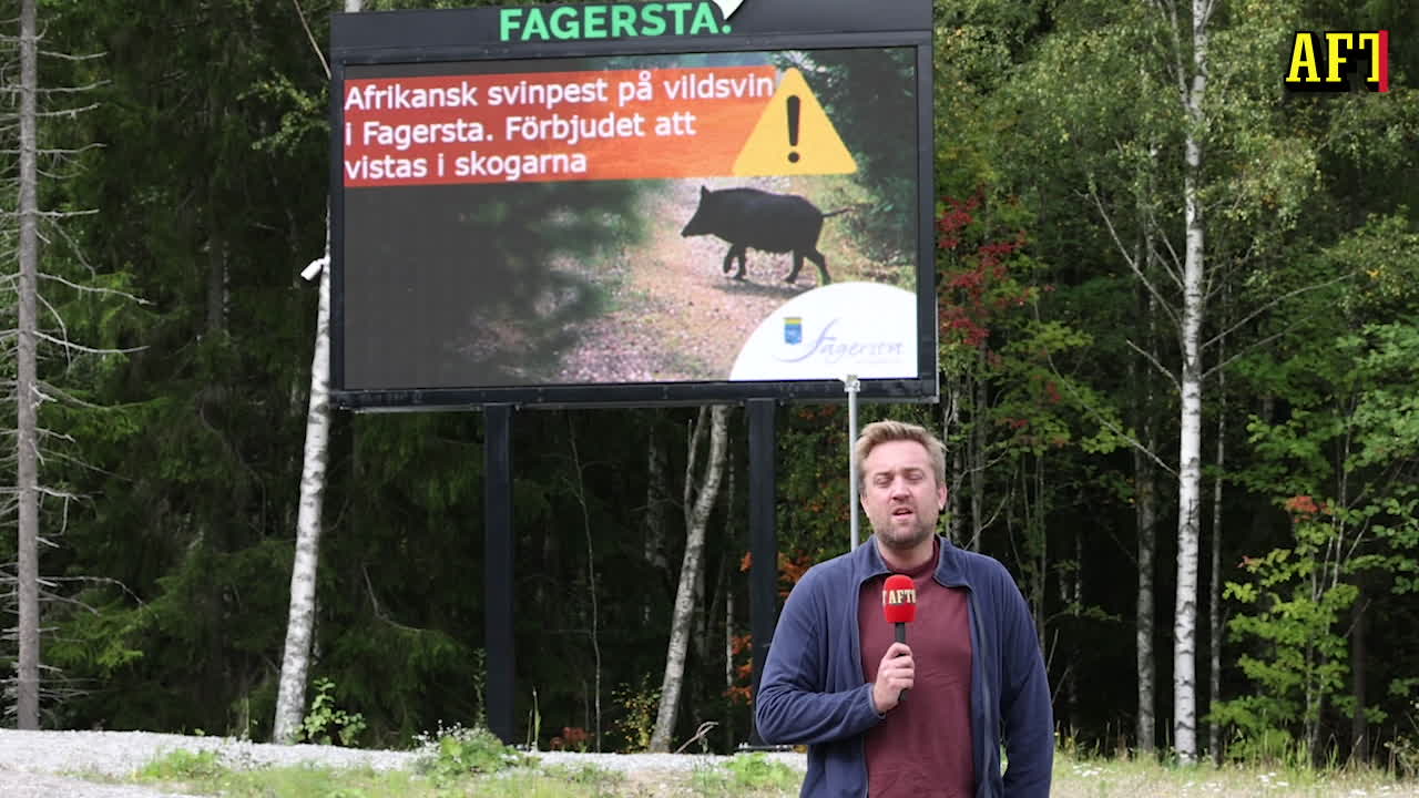 Afrikansk svinpest i Fagersta: "Tagna på sängen"