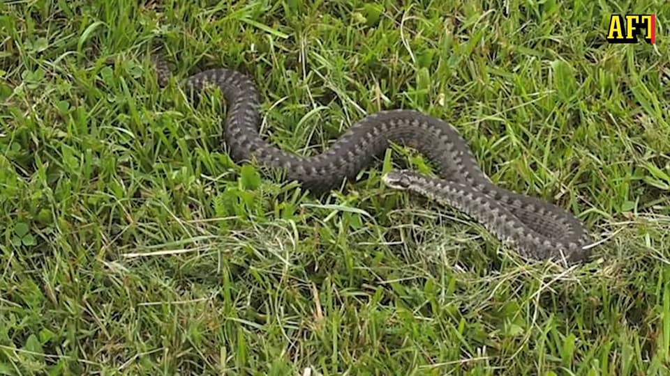 Expert: "Huggormsbett kan vara dödliga"