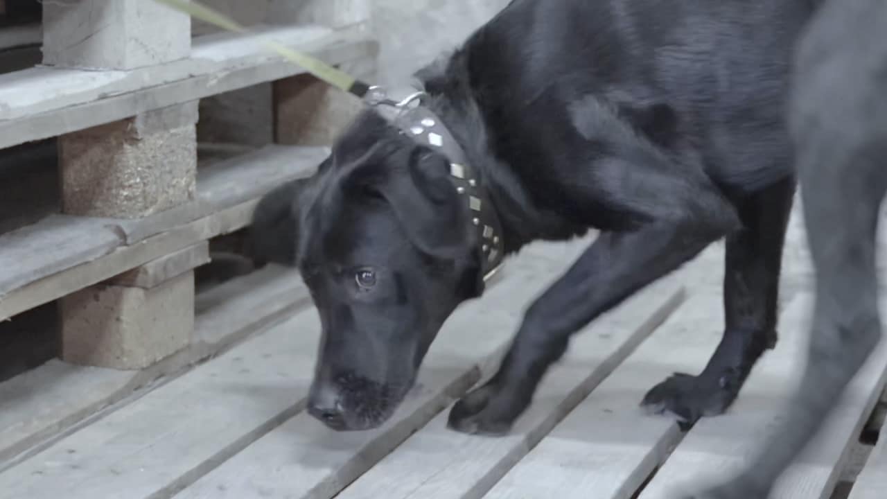 Här letar sökhundarna efter föremål: "Oerhörd kapacitet"