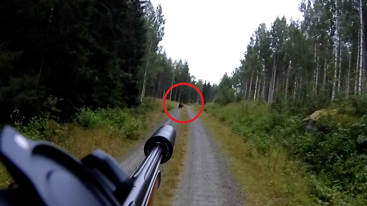 Här skjuts björnen i Ljusdal: "Helt perfekt"