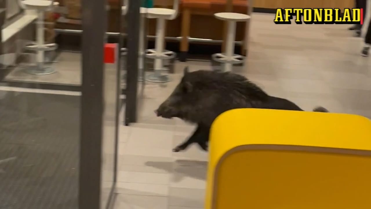 Här rusar vildsvinet i panik genom McDonalds