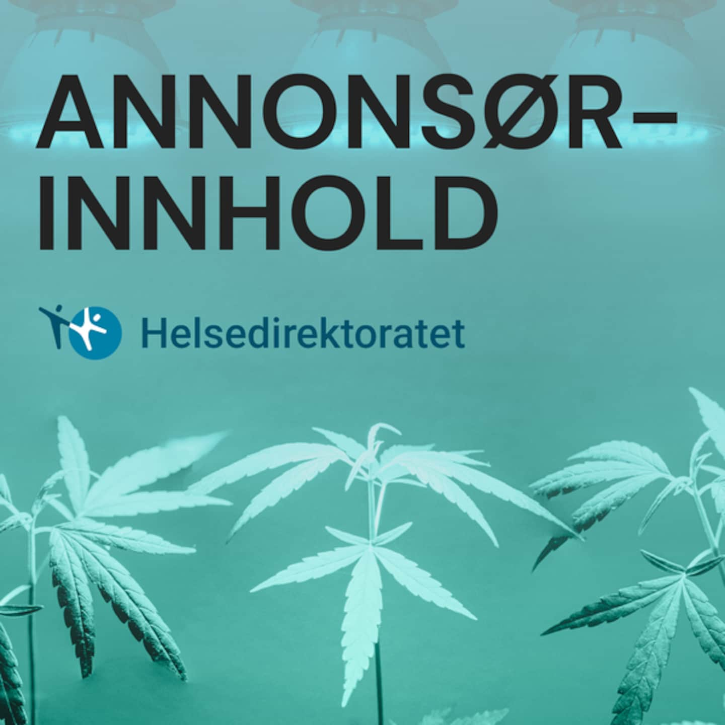 Annonsørinnhold fra Helsedirektortatet. Tenåringer mener cannabis er blitt mindre farlig. Stemmer det?