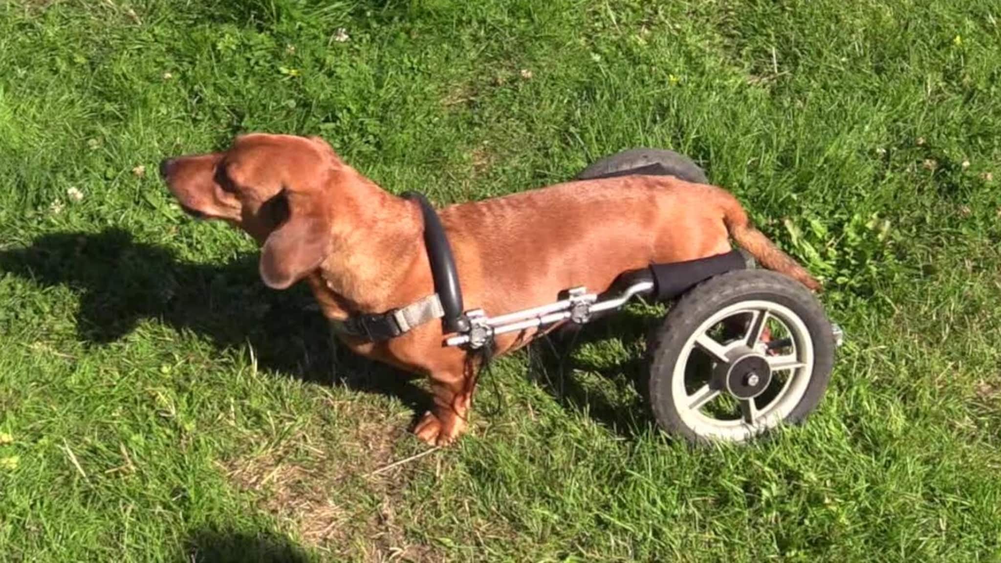Her cruiser Anton (8) avgårde med rullestolen