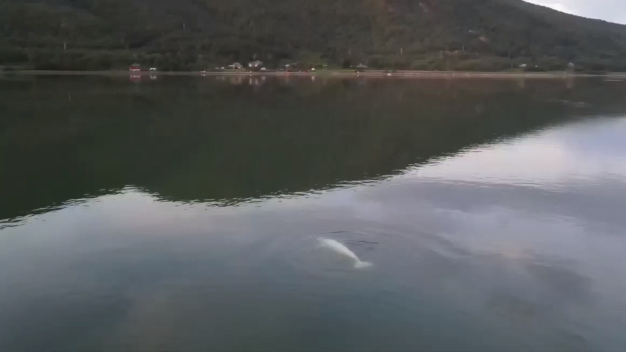 Måtte redde hvithval fra Målselva