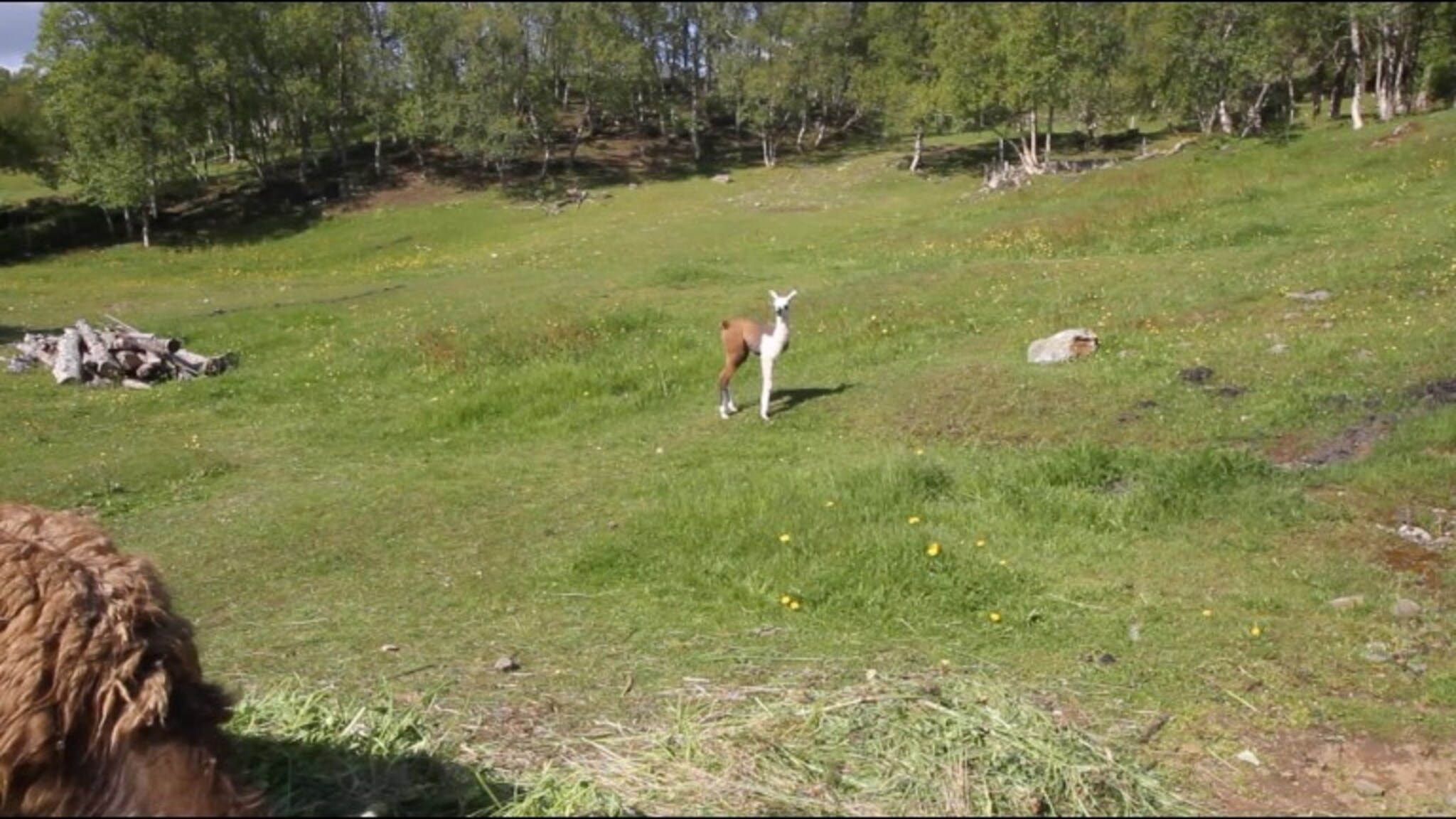 Babylama-lykke på Senja