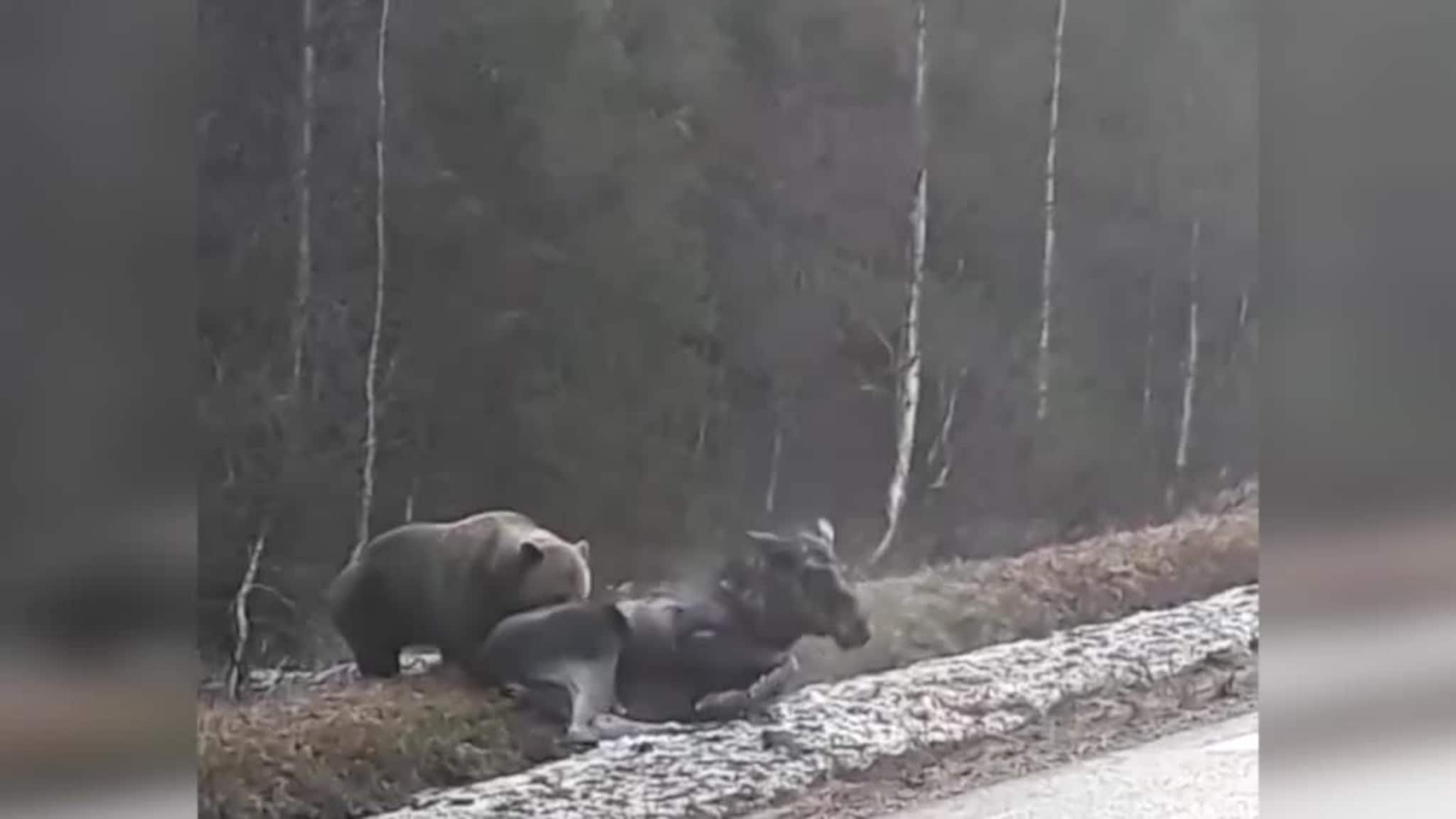Bjørnen forsynte seg av elg i veikanten