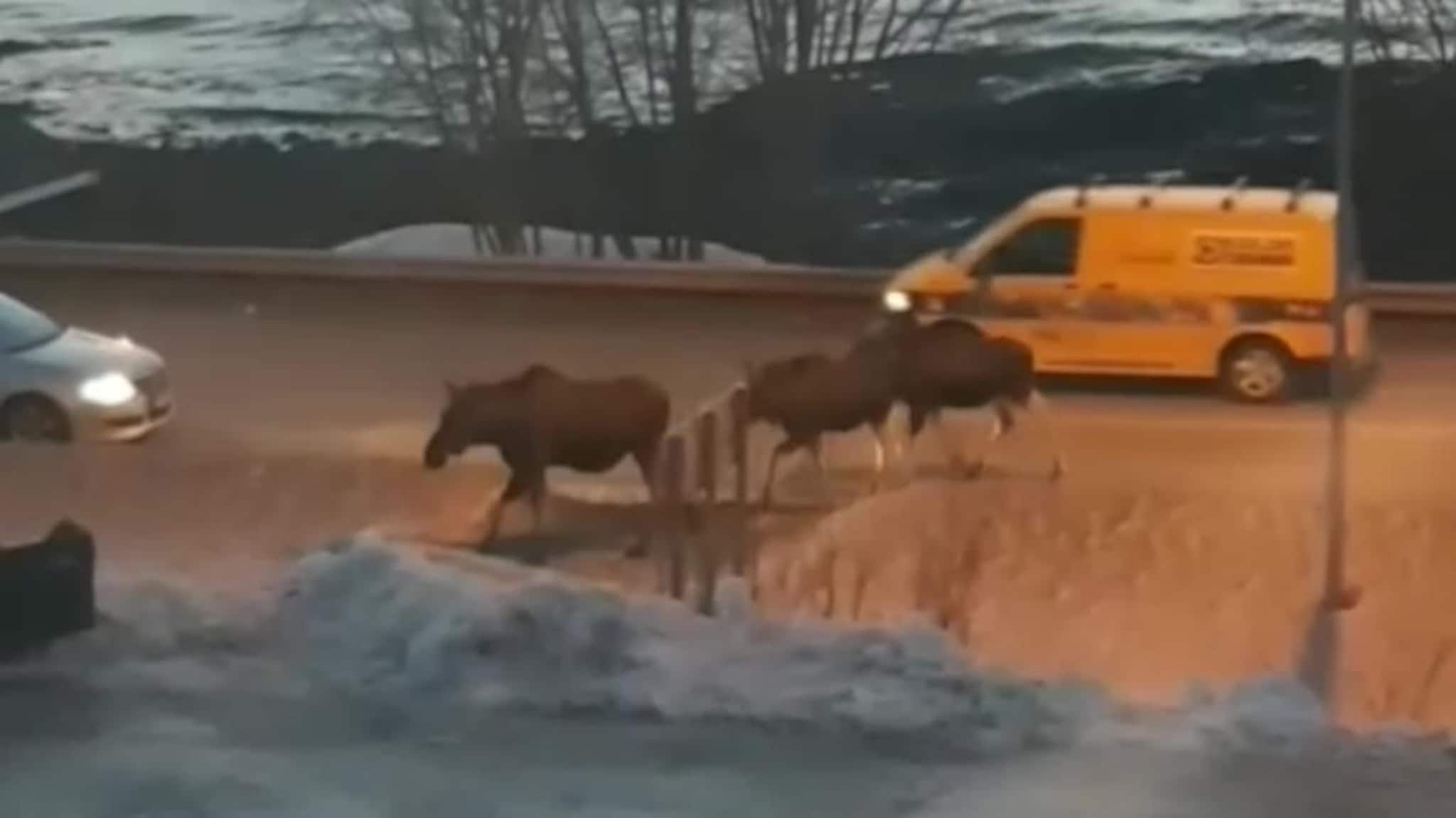 Elgen bryr seg ikke om trafikken