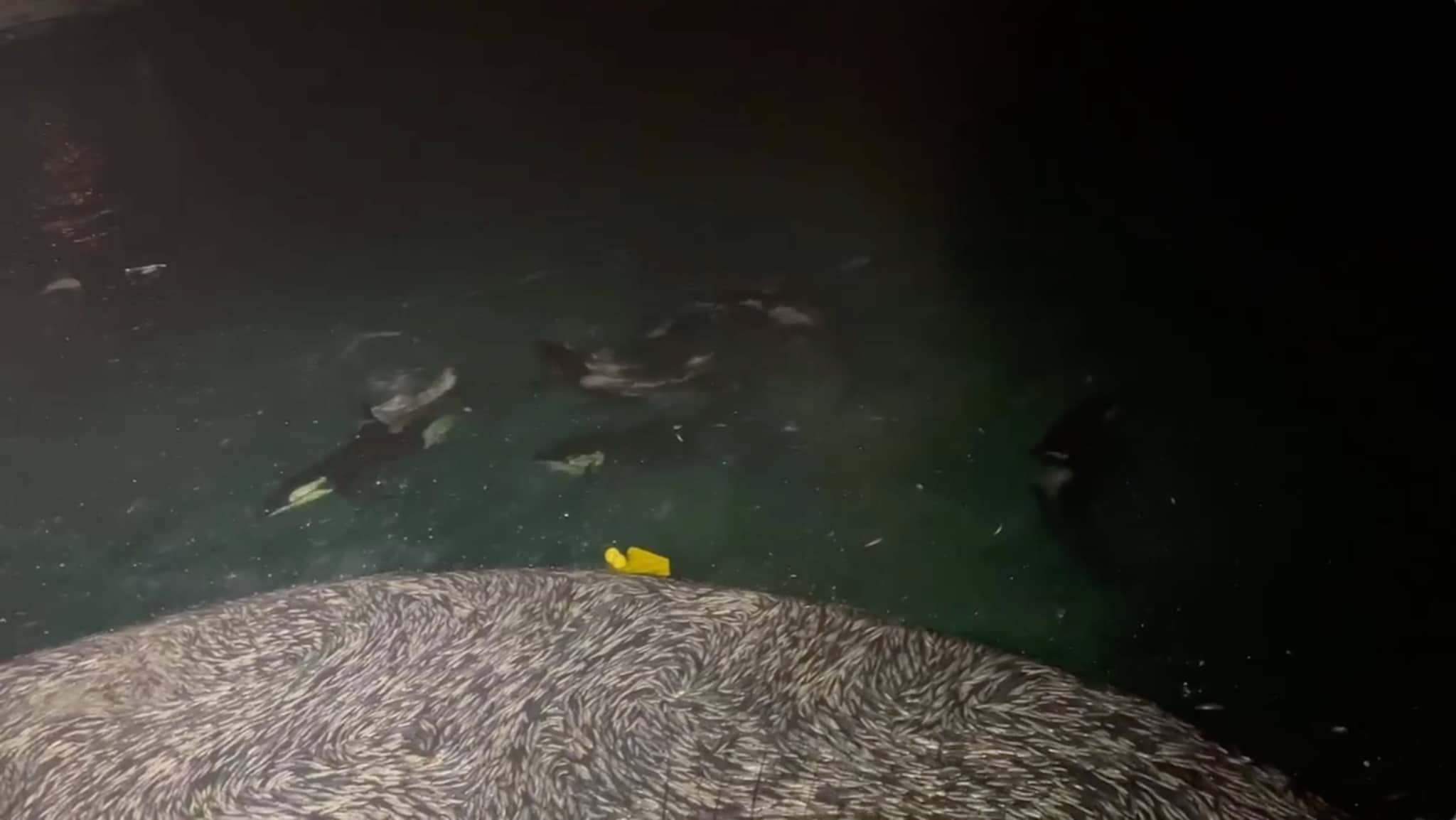 Havet koker av sild — spekkhoggerne koser seg