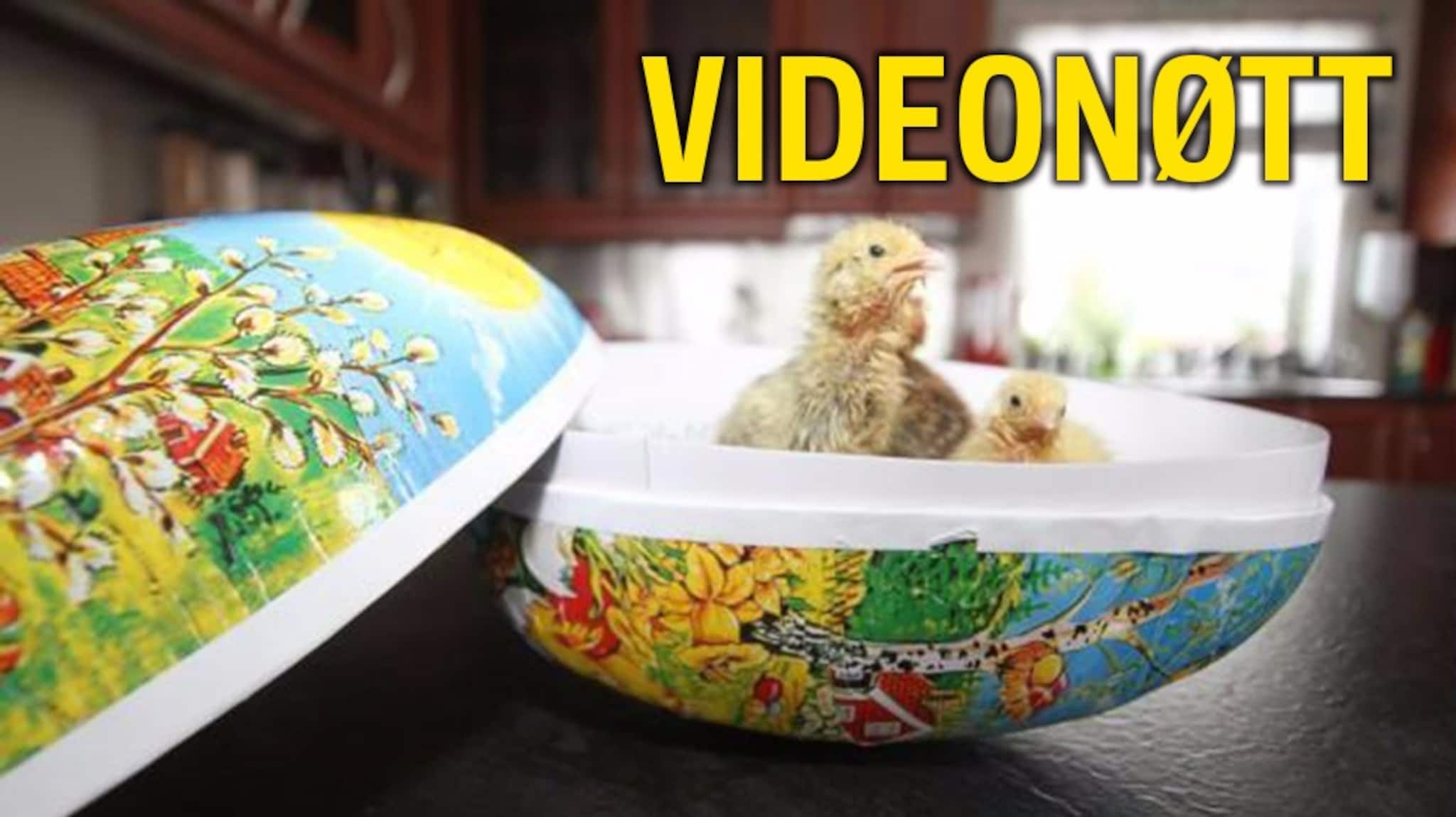 Klarer du påskens første videonøtt?