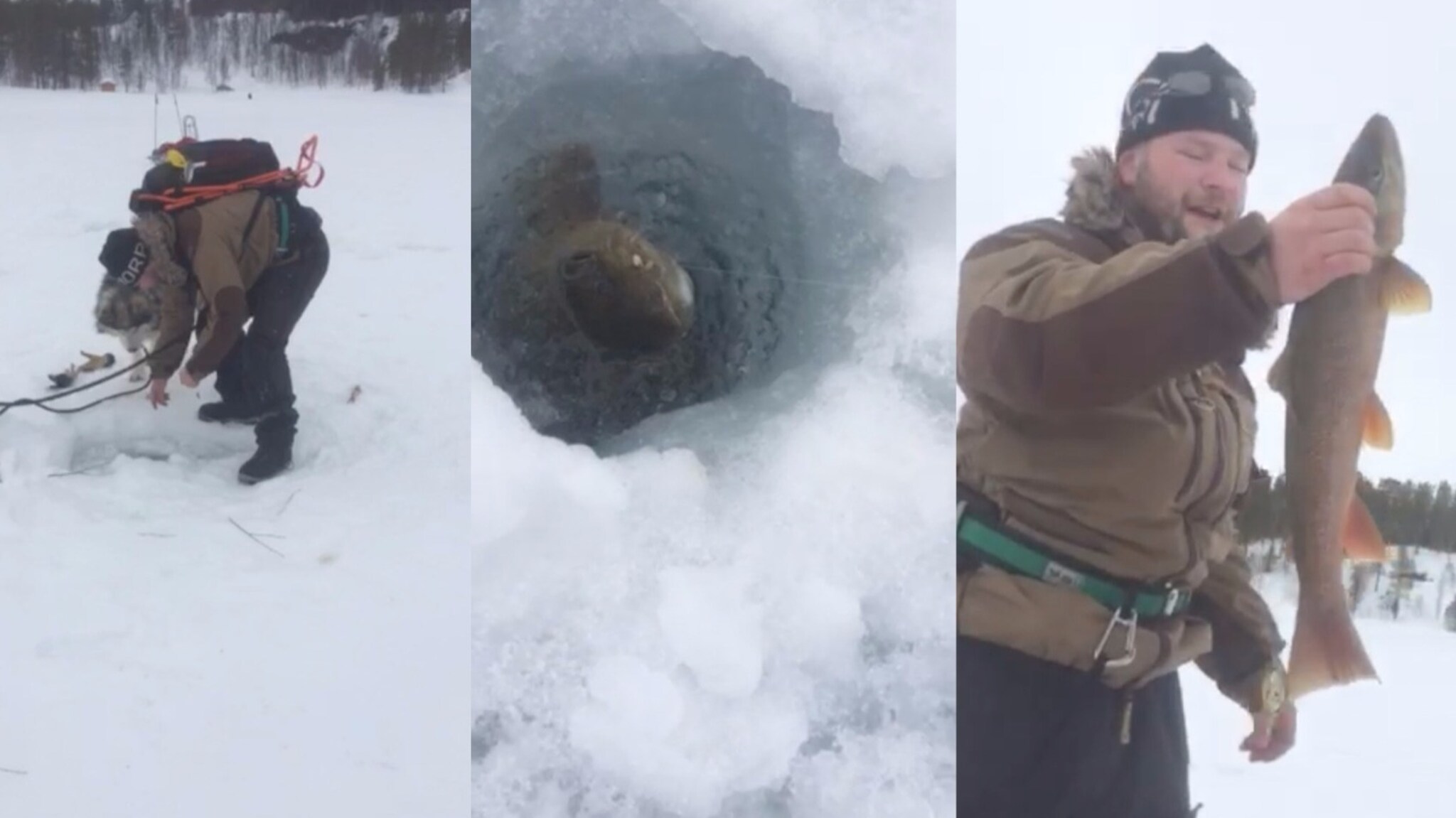 – Åi, åi, åi, fytti grisen for en fisk