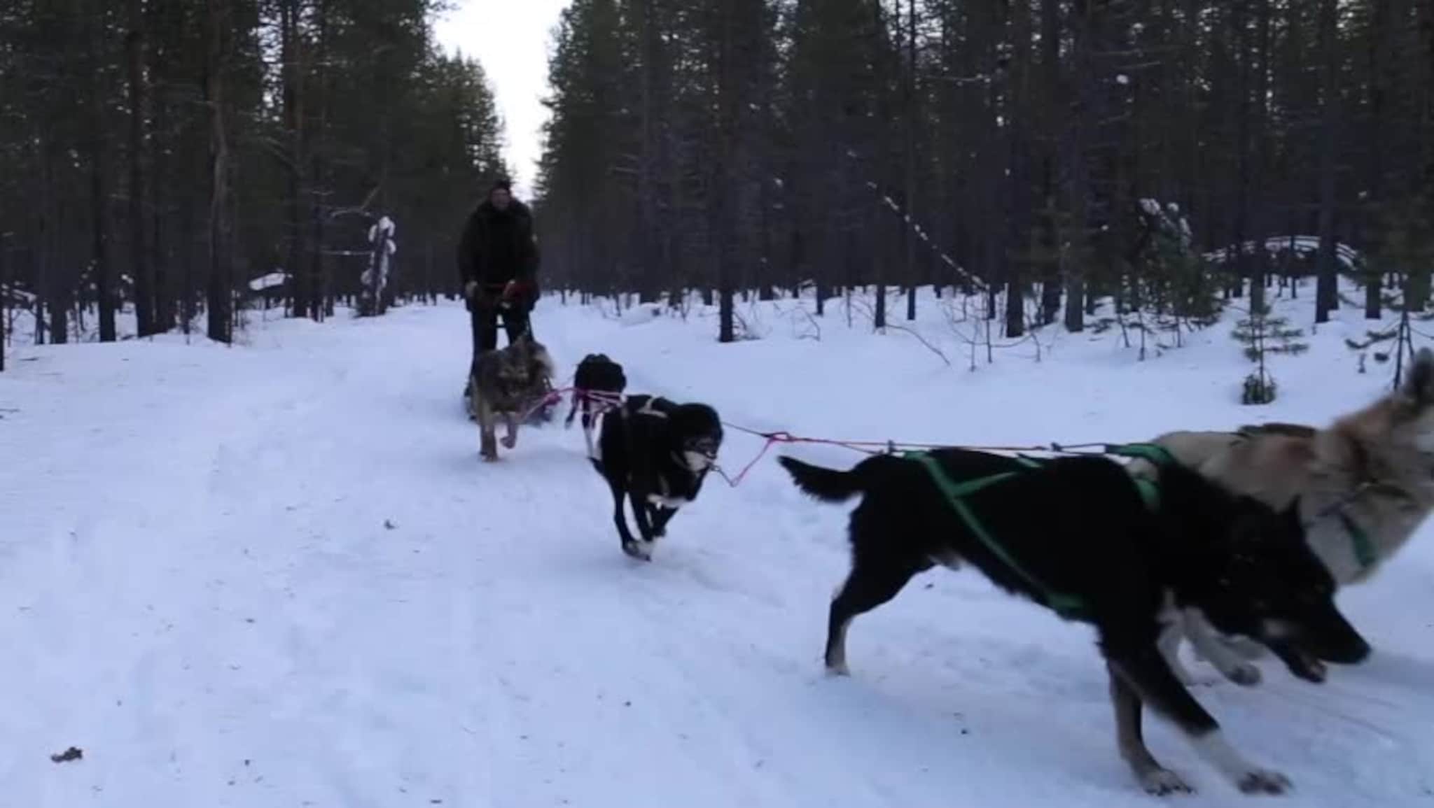 Stadig flere fra Asia vil kjøre med hund