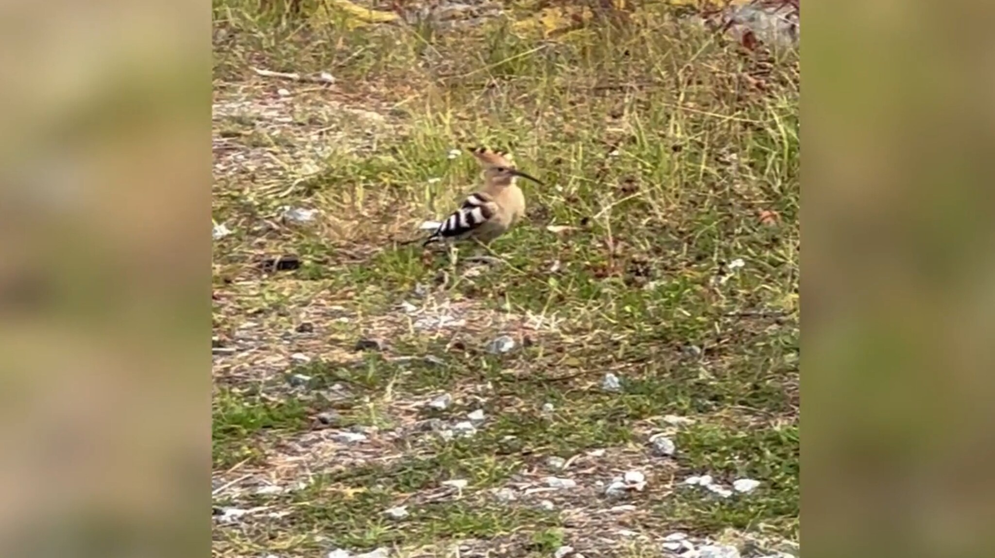 Her dukker et sjeldent syn opp på Senja