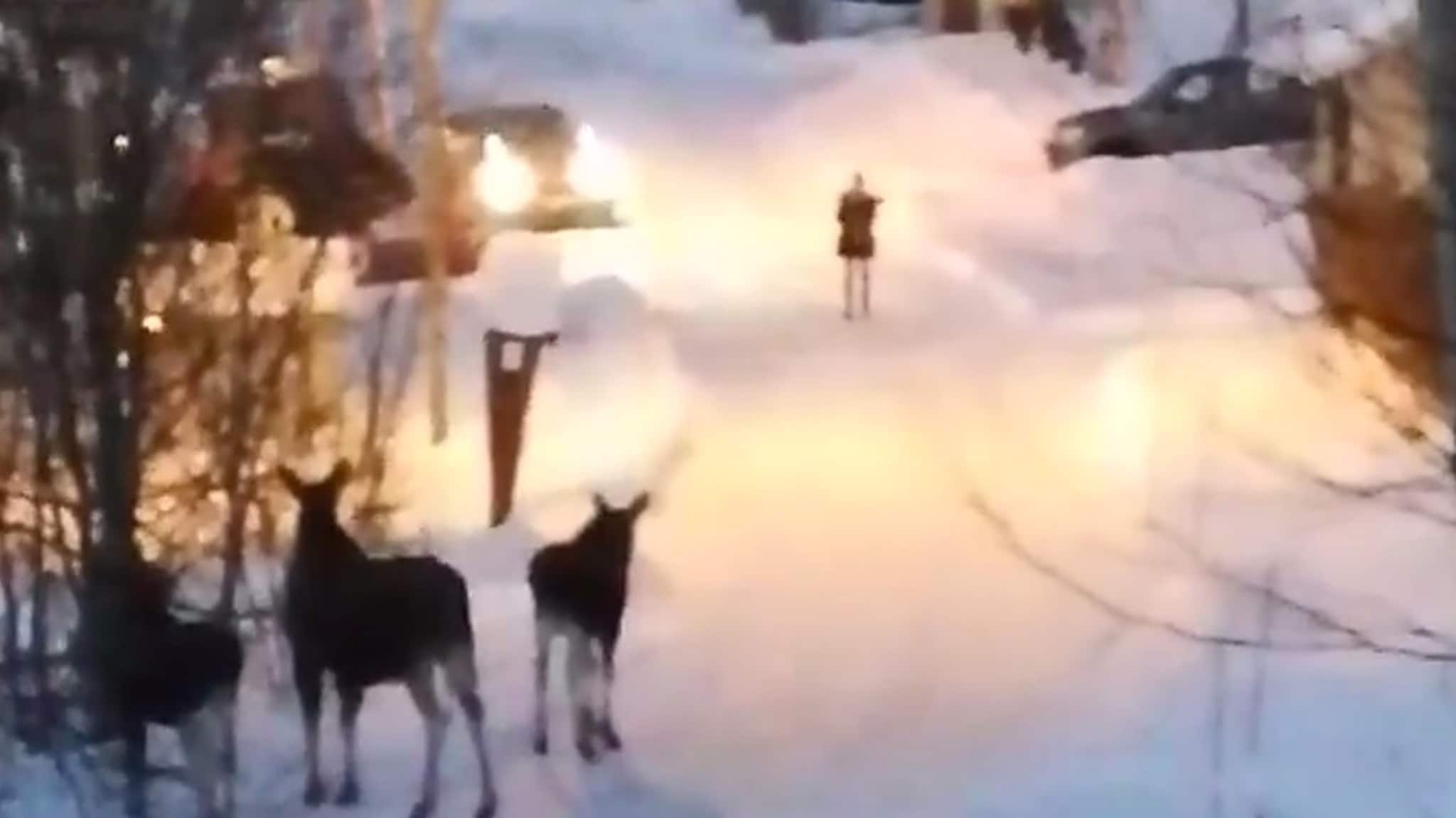 Byelgen lar seg ikke skremme bort