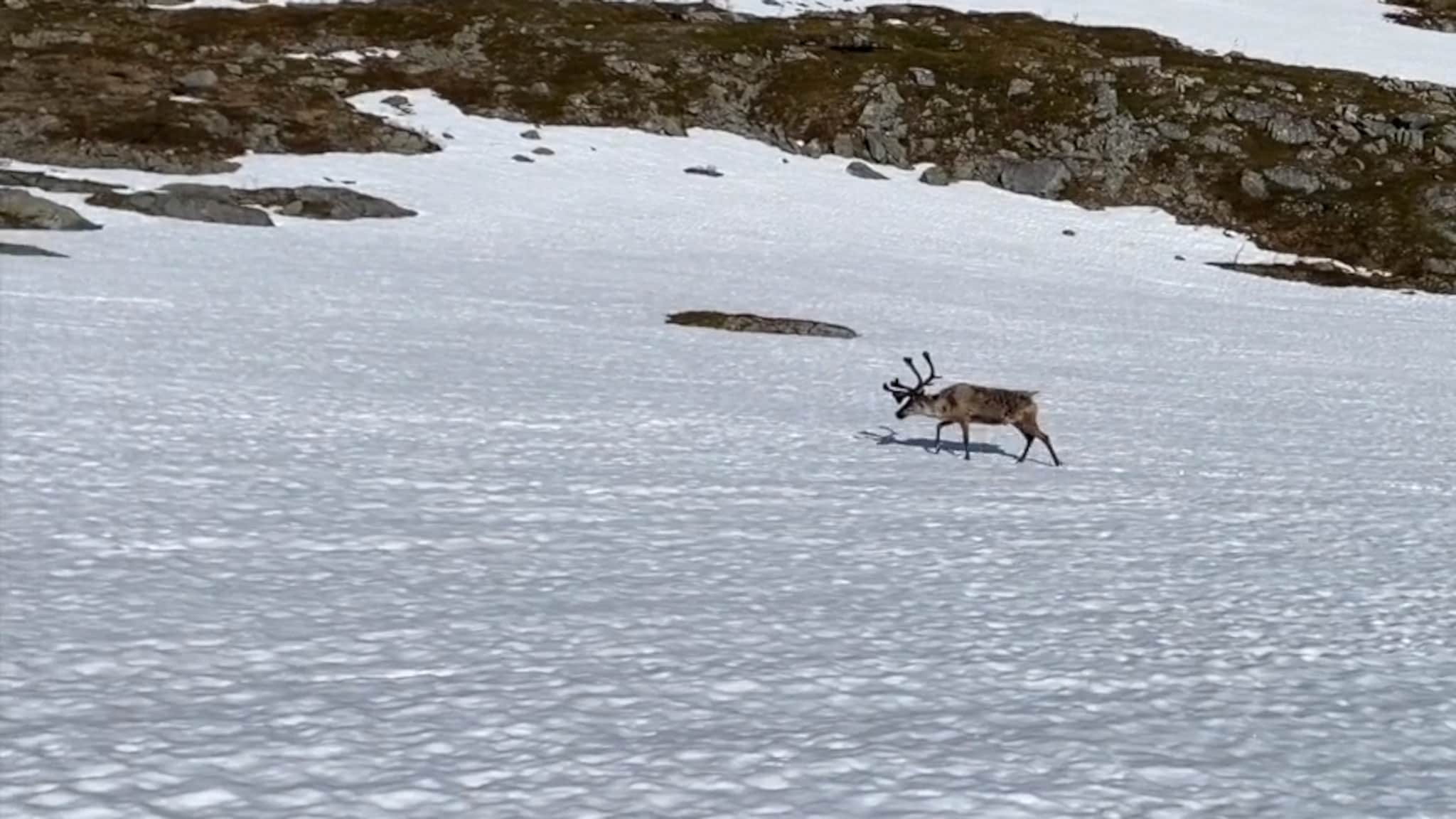 Rein på vandring over Finnsnes