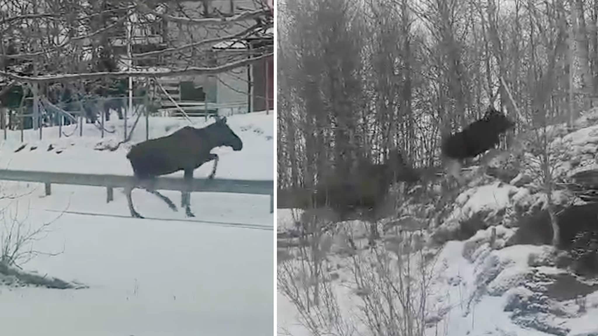 Elgen sliter i skråninga