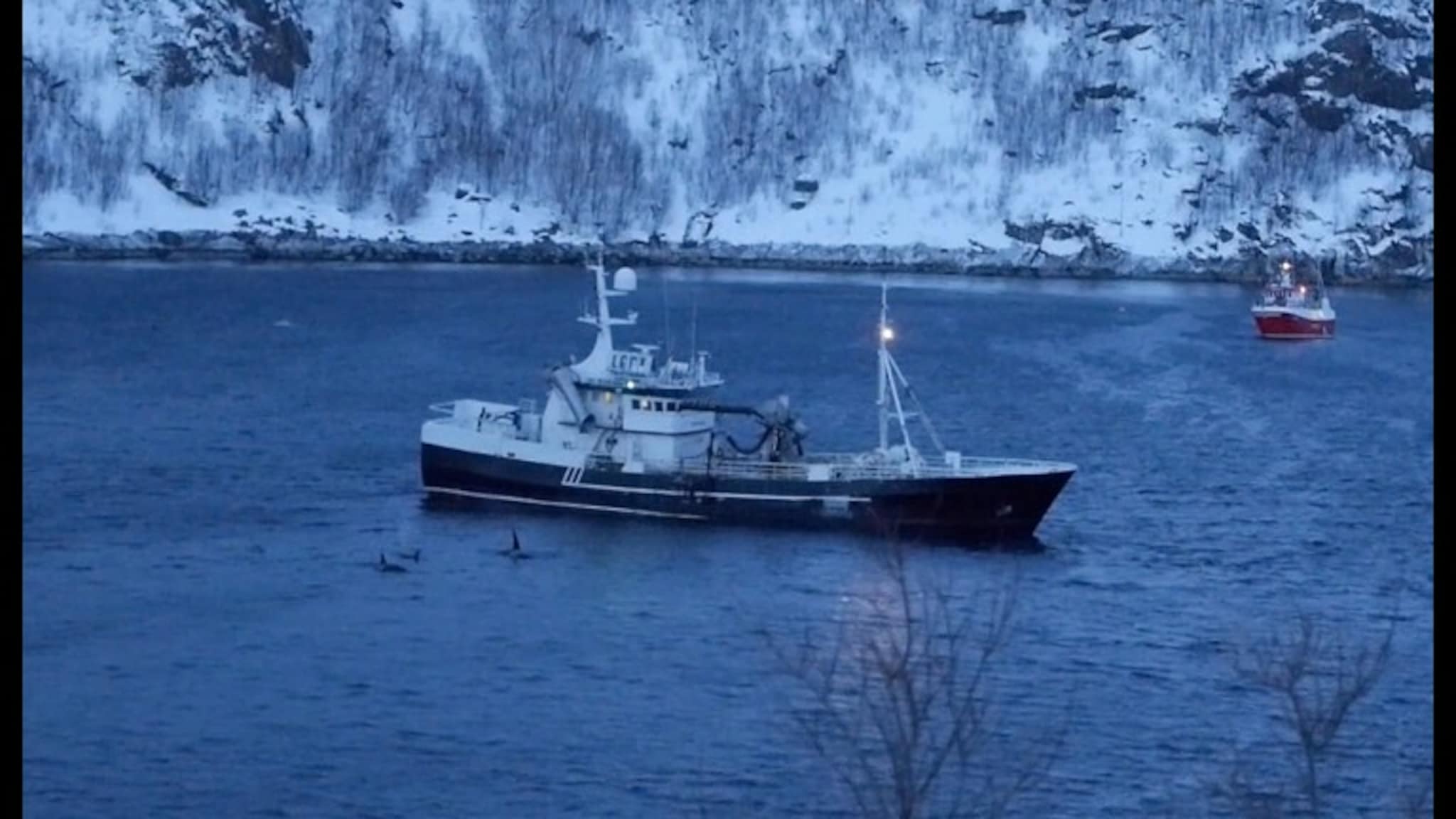 Fjorden koker av hval