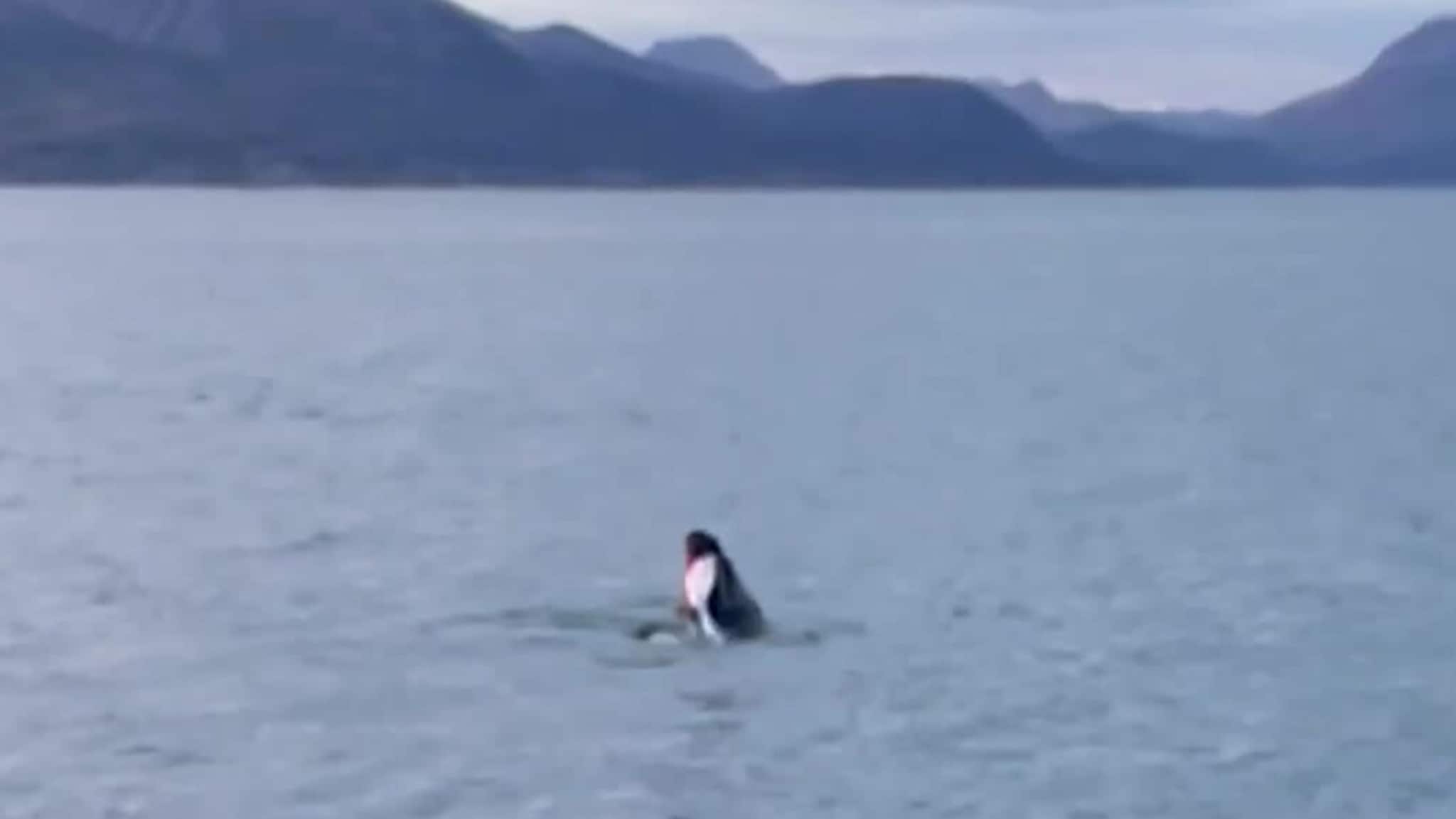 Kobbe får seg et herremåltid