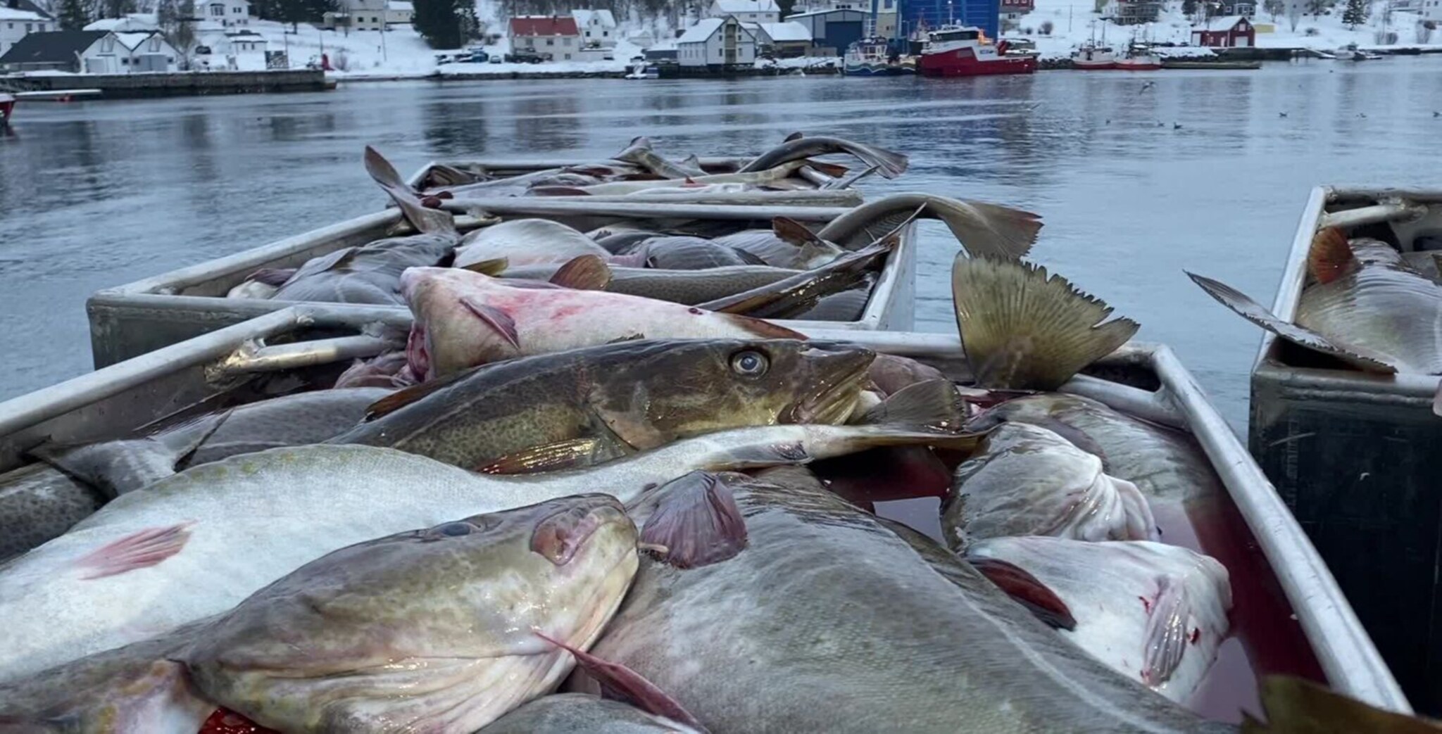 Etter slakk start er det nå knallfiske utafor Senja