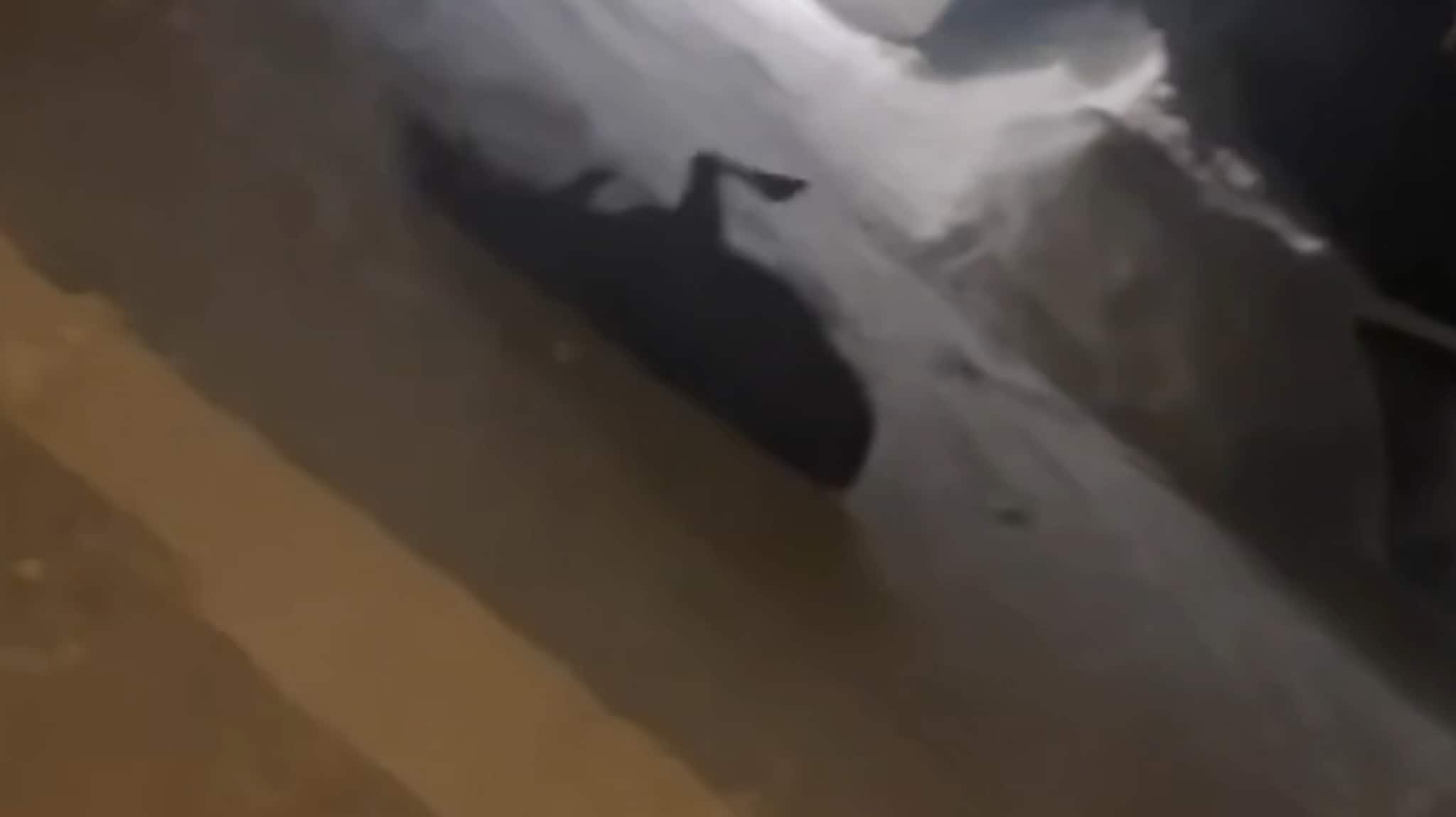 Elgkalv falt flere meter ned fra garasjetak