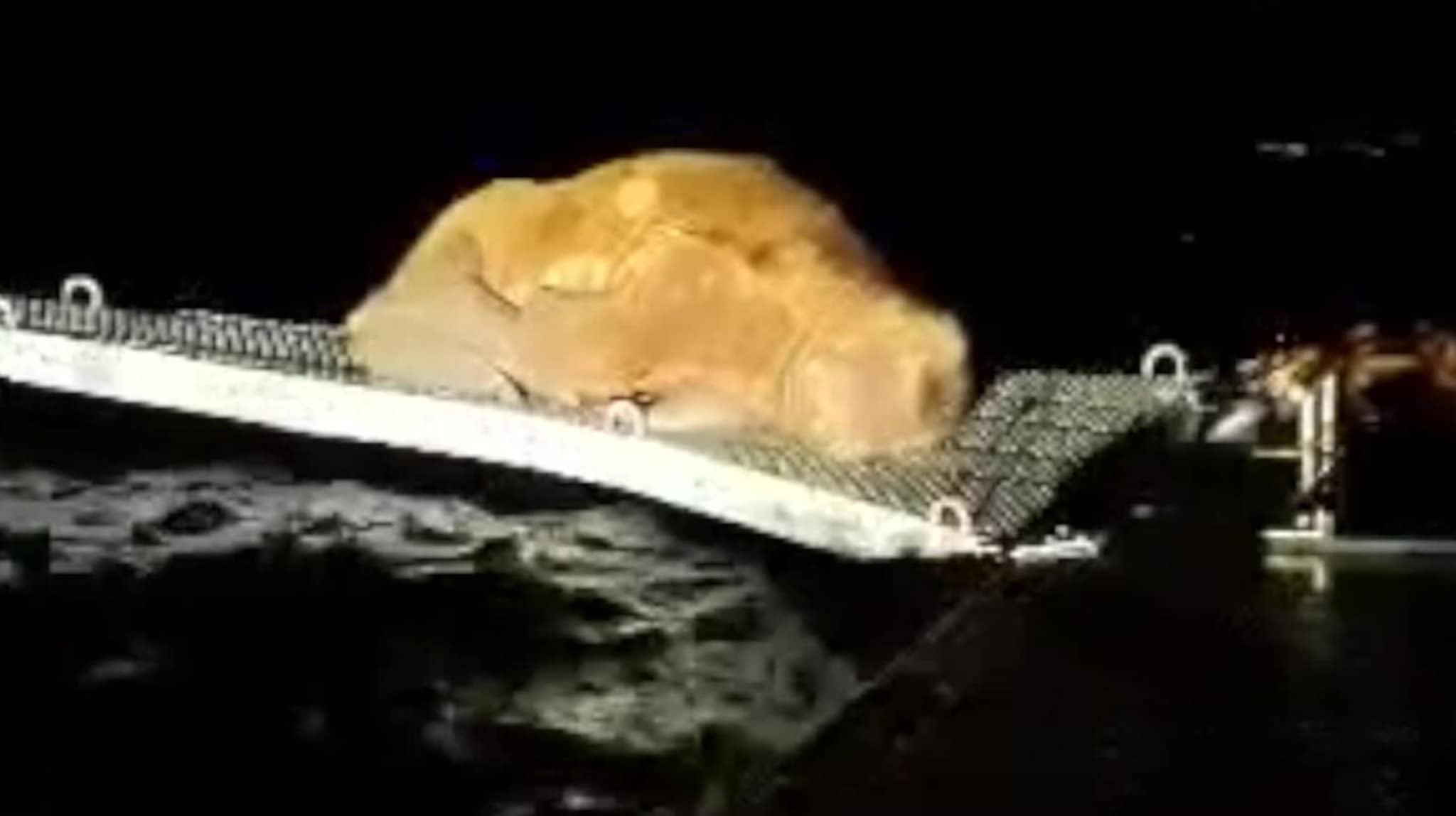 Her ligger hvalrossen på land i Torsken