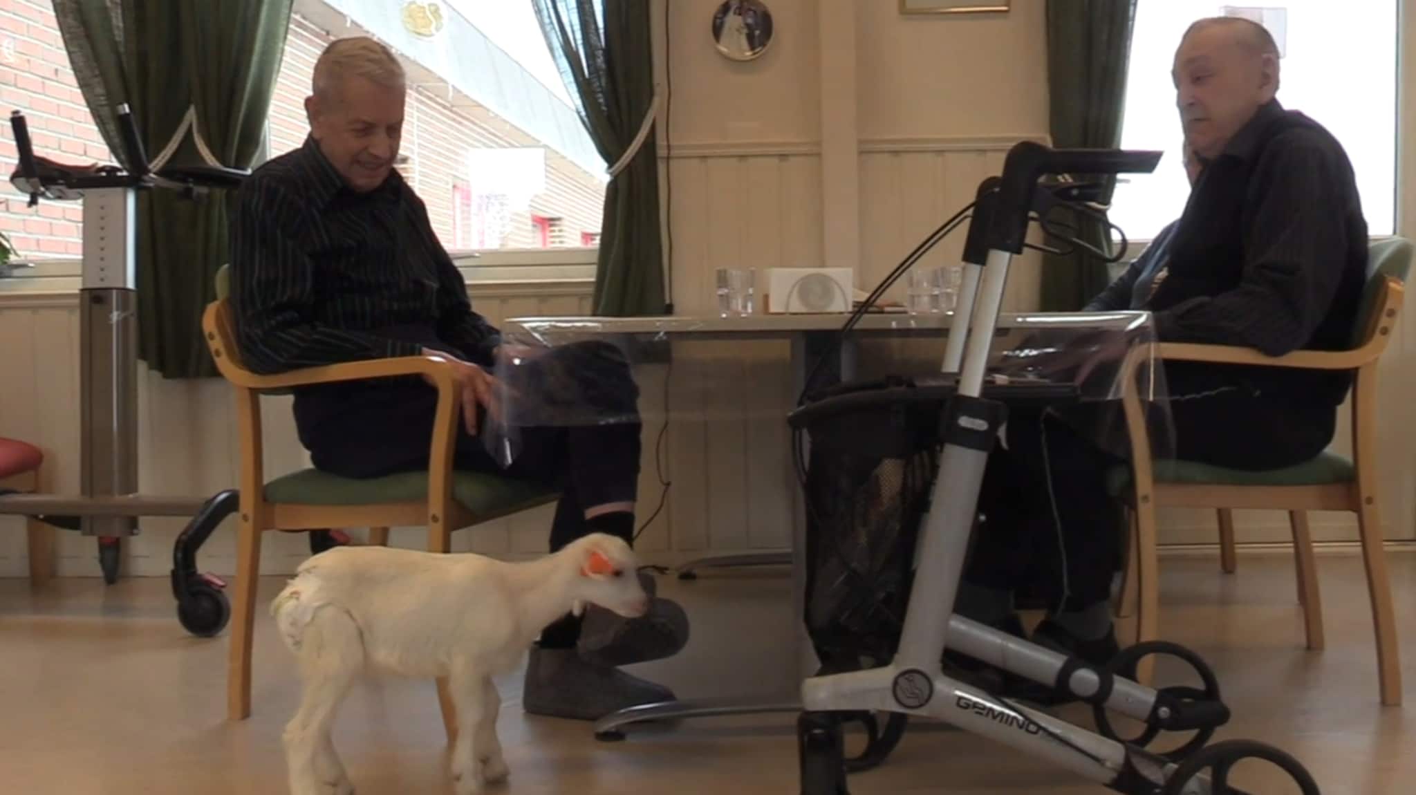 Tok med seg geitekillinger til sykehjemmet: – De har storkosa seg