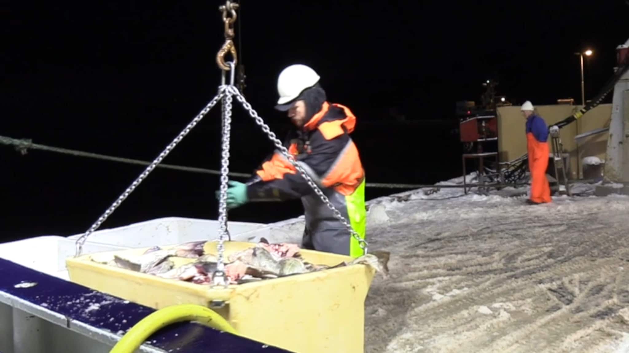 Storfangst i Botnhamn