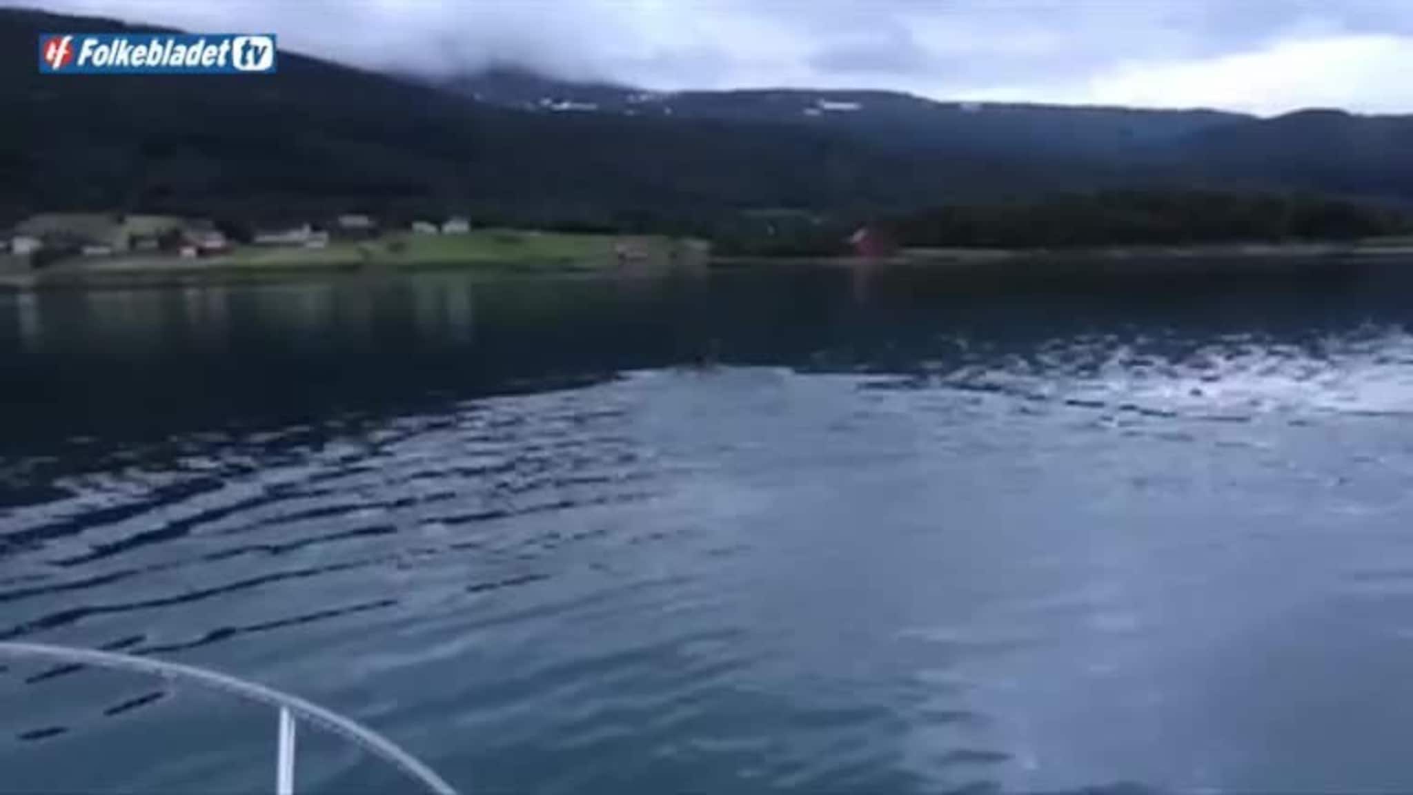 Slik besøker elgen Senja