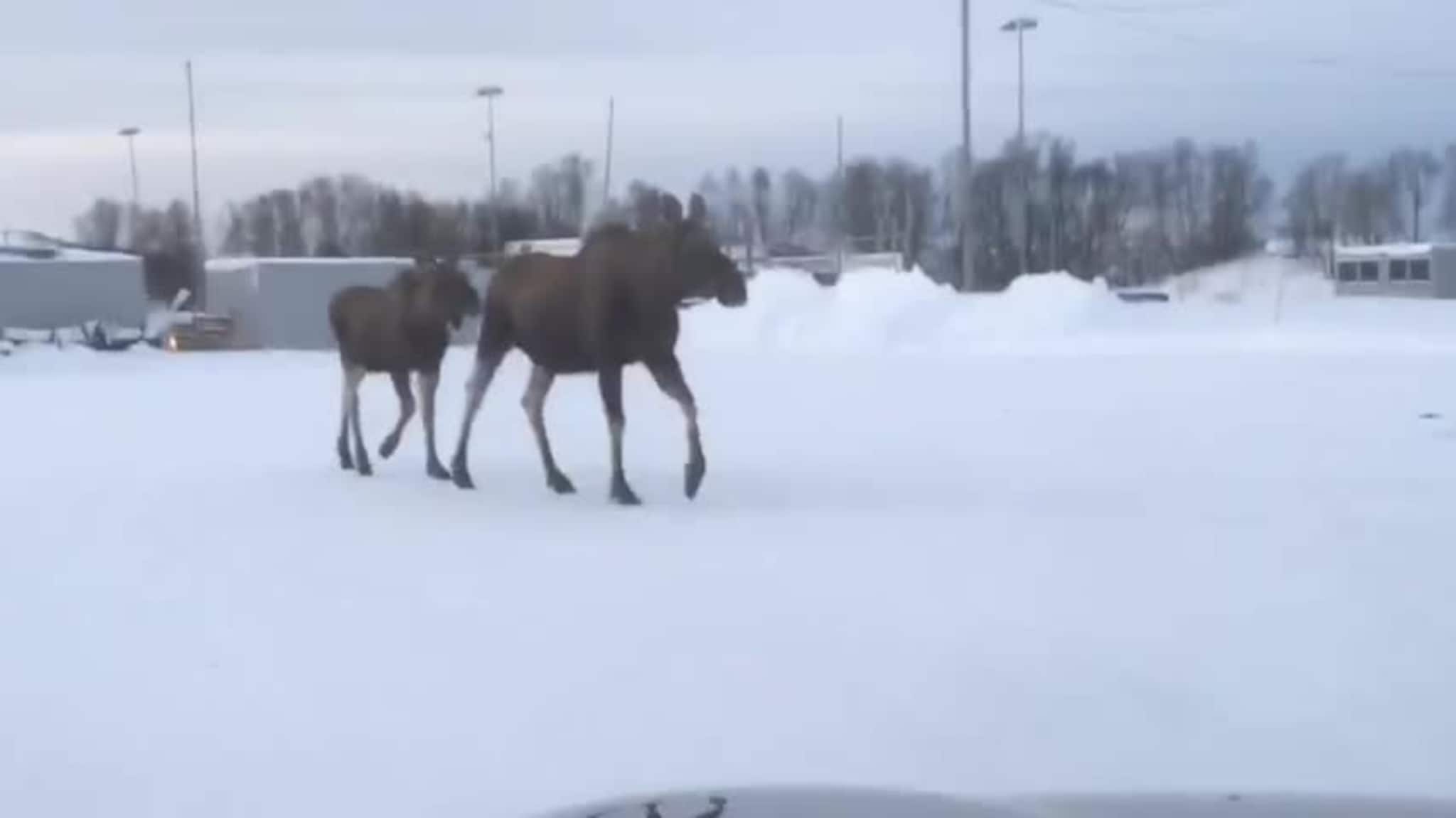 By-elg ute på vandring
