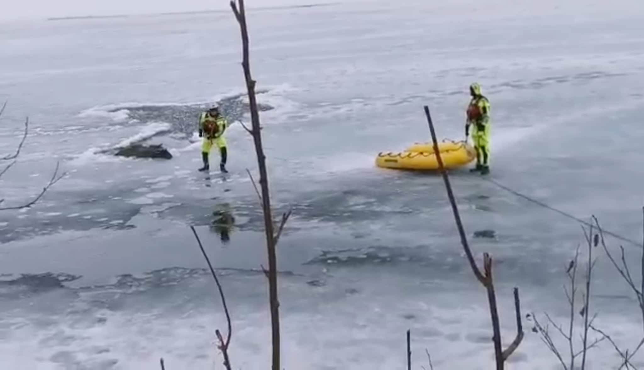 Dyretragedie på Målselva