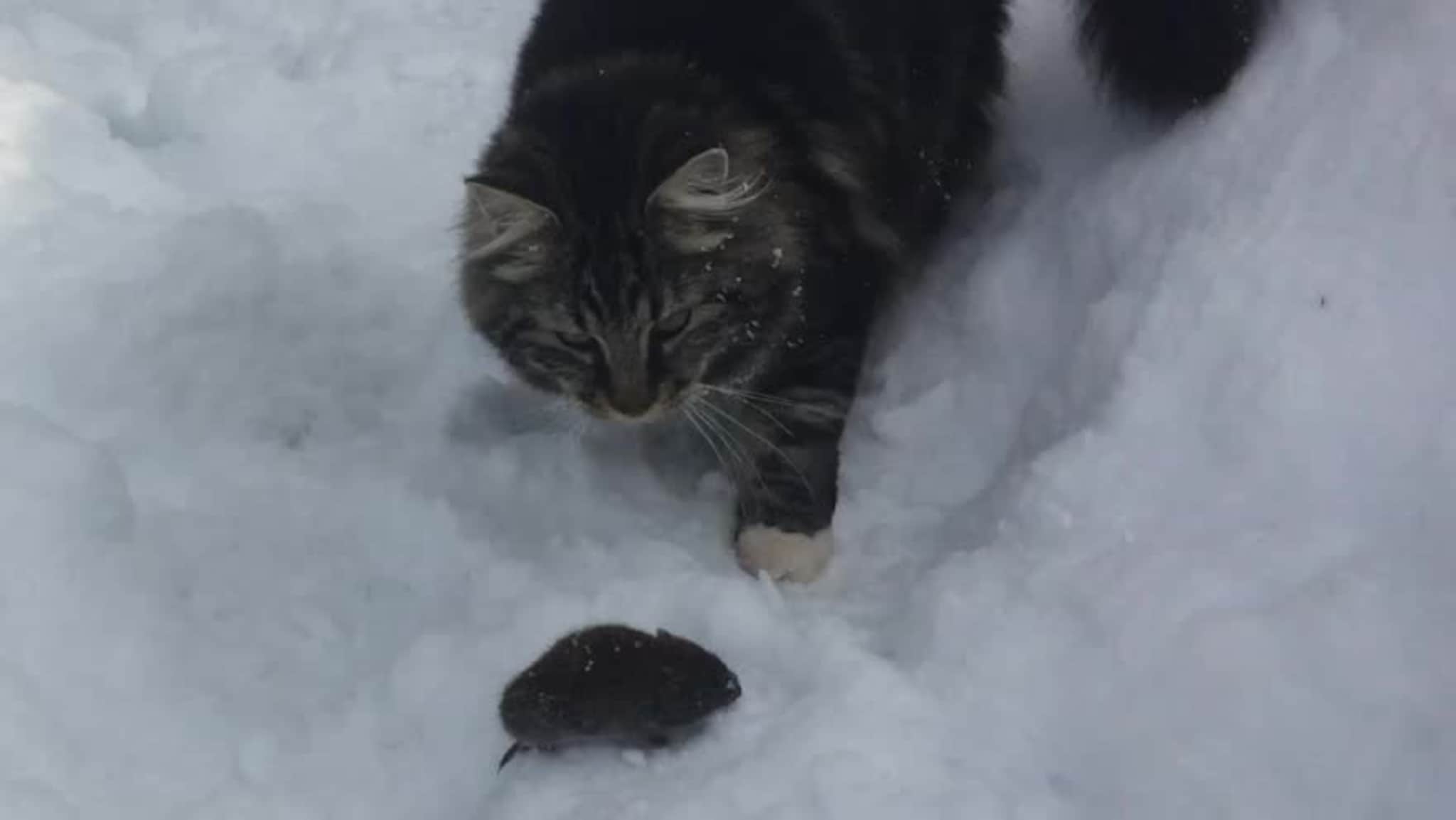 Se kattas lek med musa