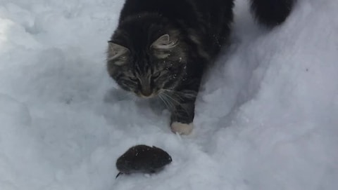 Se kattas lek med musa