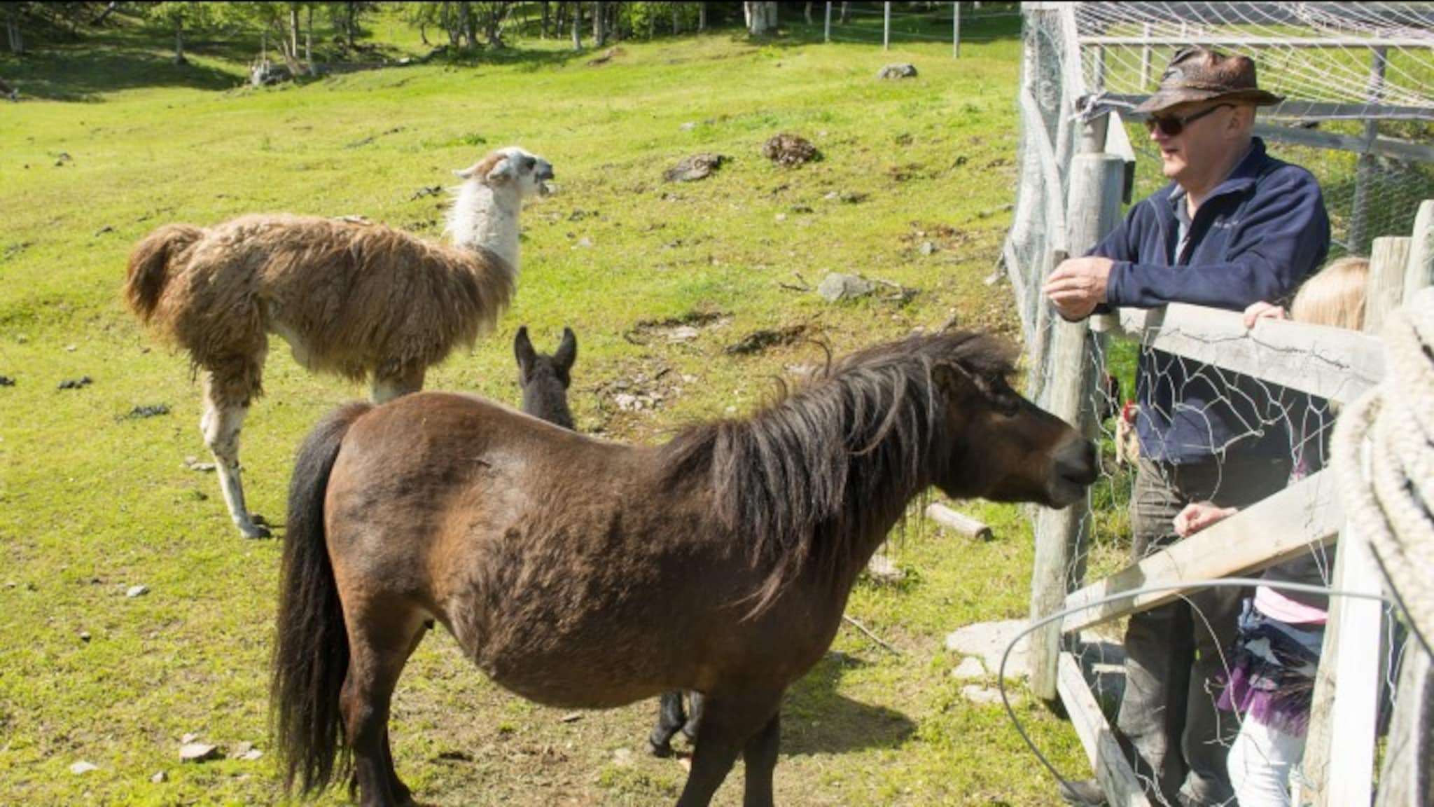 Vil gi barna næropplevelse av dyr
