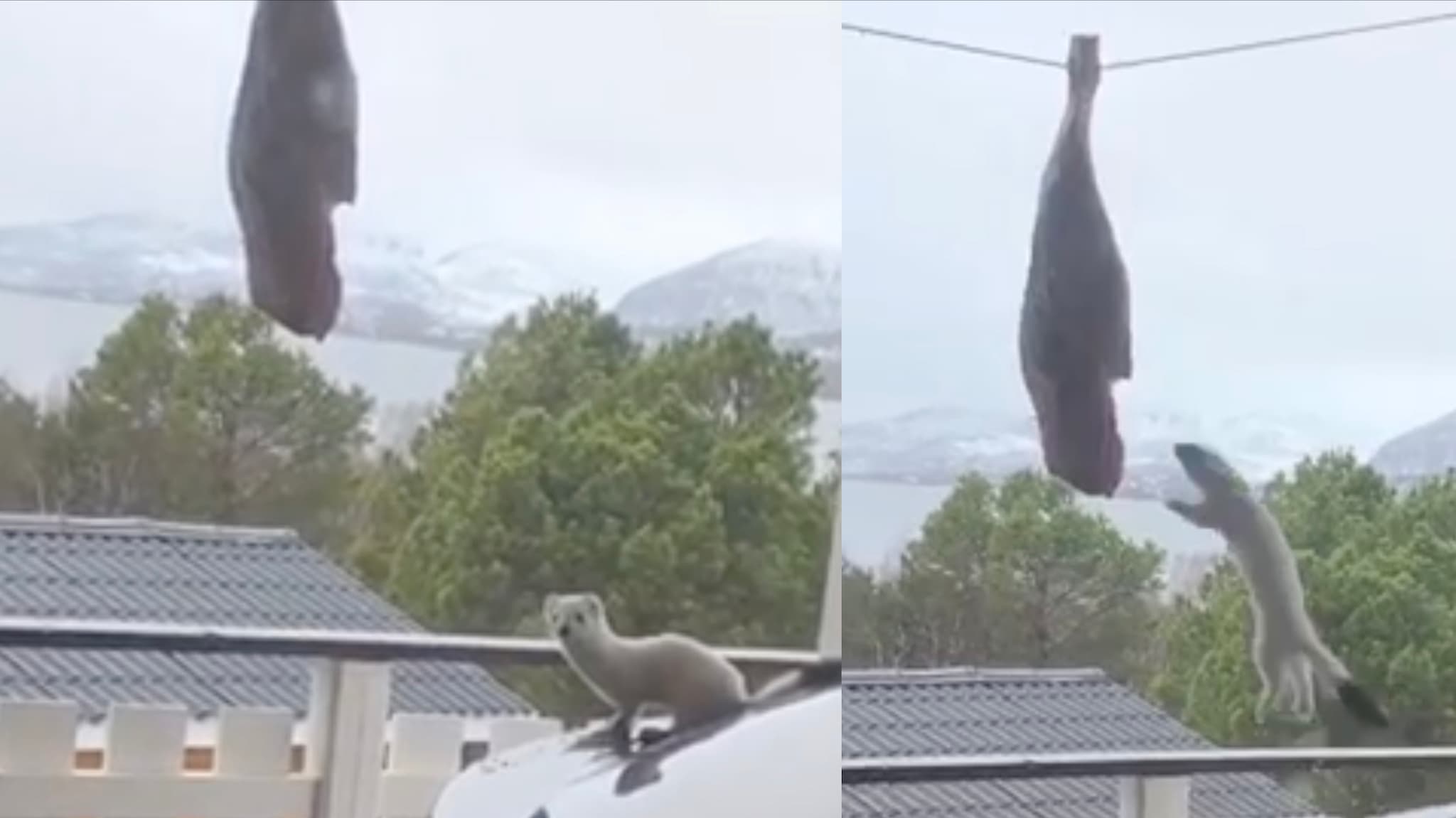 Uredd liten krabat nekter å gi seg