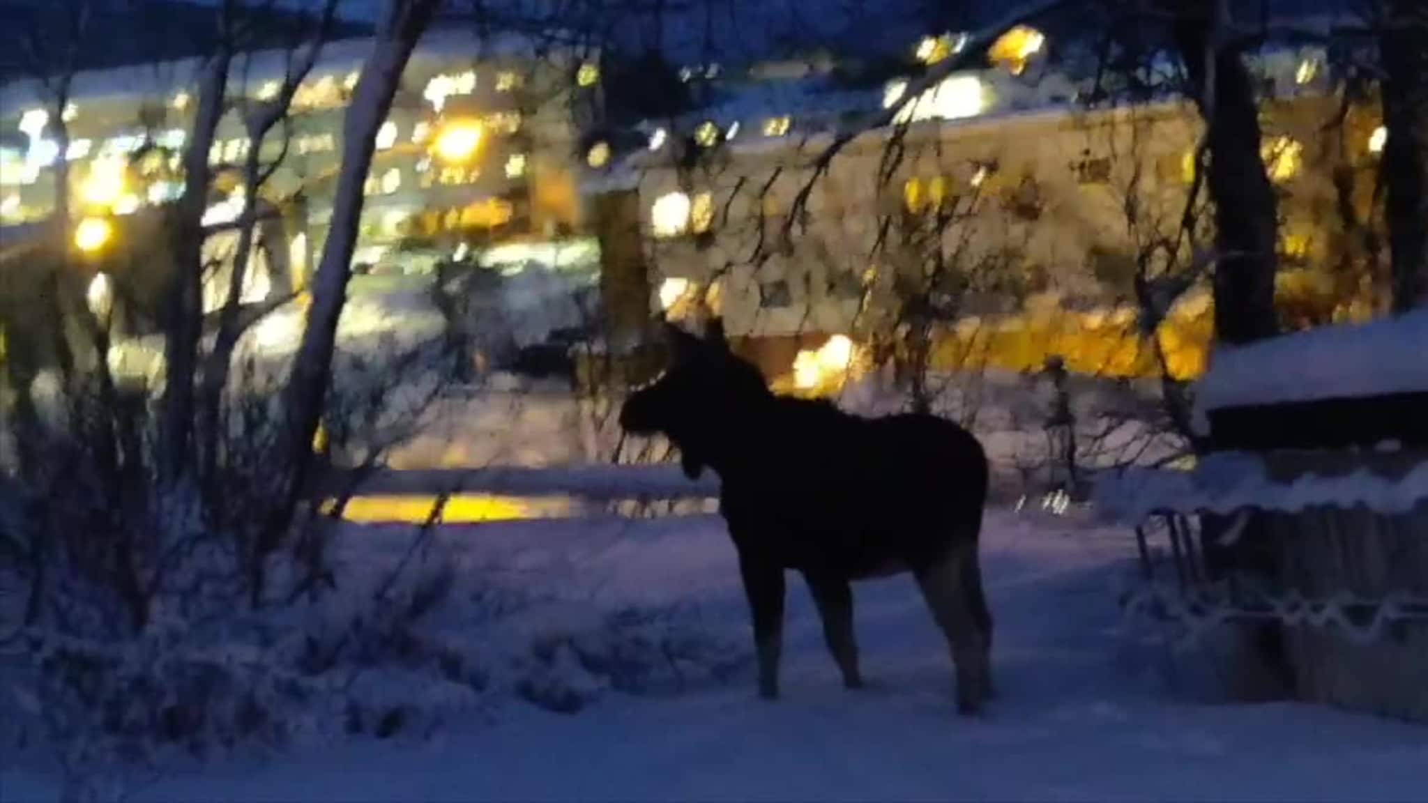Gir blaffen i folk og trafikk