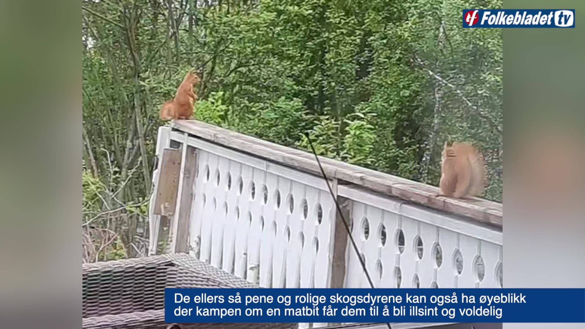 Her går det illsinte ekornet til angrep på kompisen for en matbit
