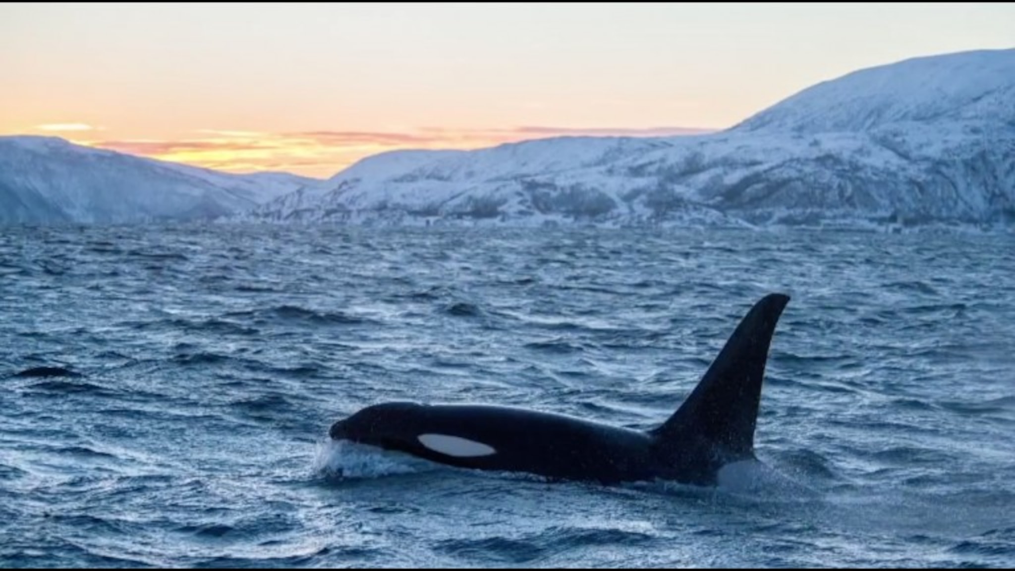Se unike bilder av spekkhoggeren på Senja